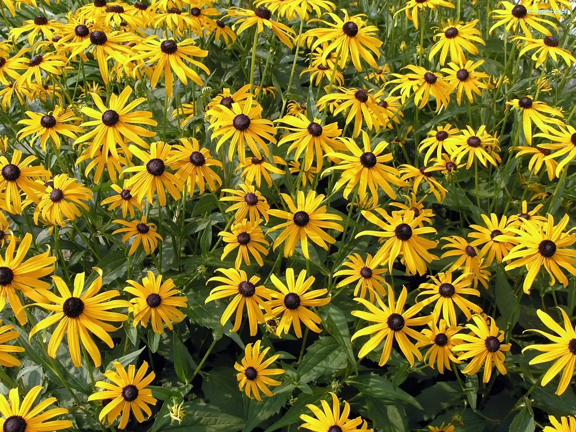 Kwiaty, Żółte, Rudbekia