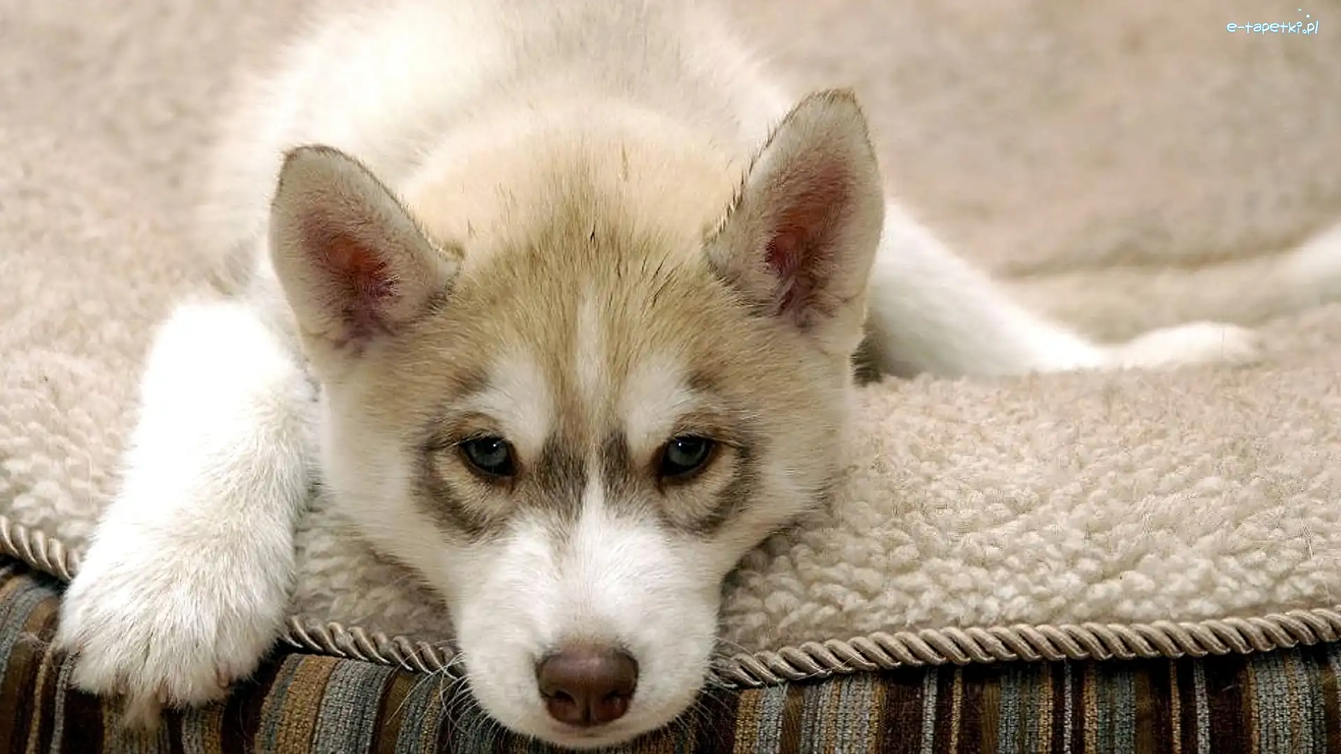 Leżący, Husky, Szczeniak, Kocyk