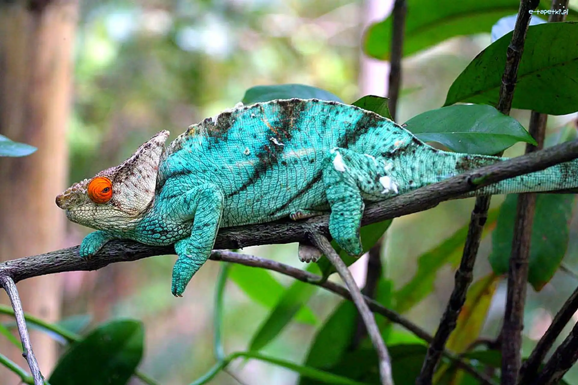 Kameleon, Niebieski