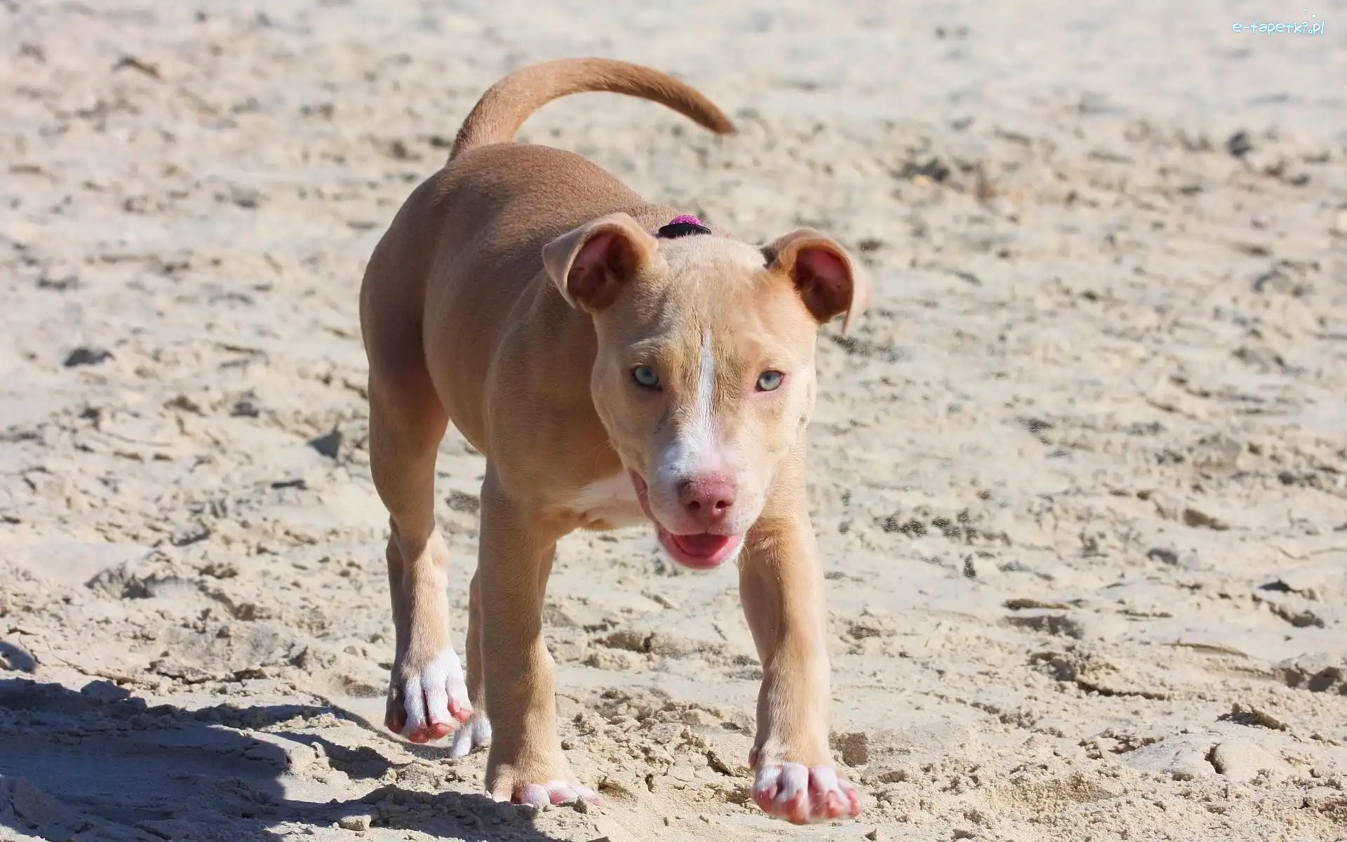 Plaża, Pit Bull, Pies