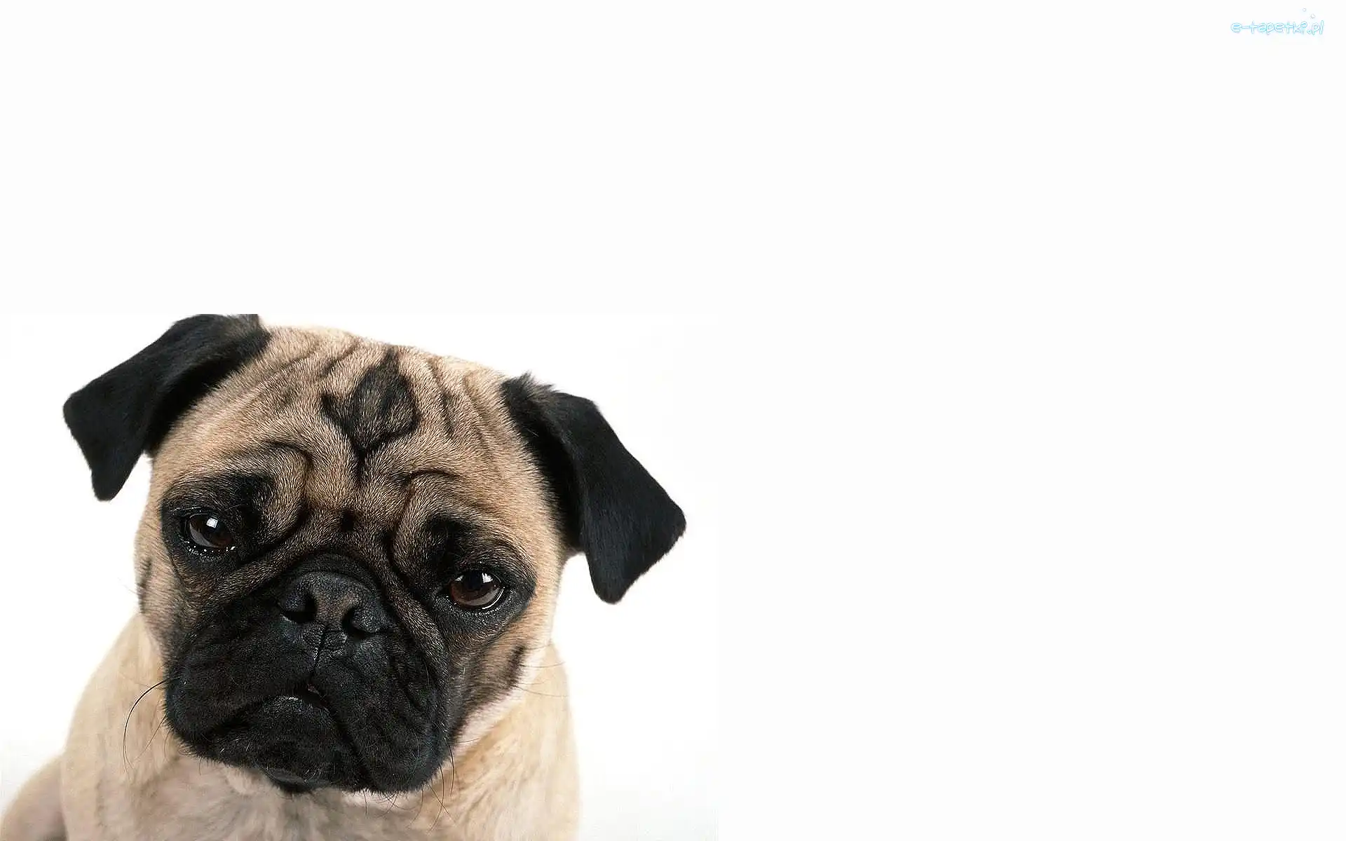 Mops, Pies, Młody