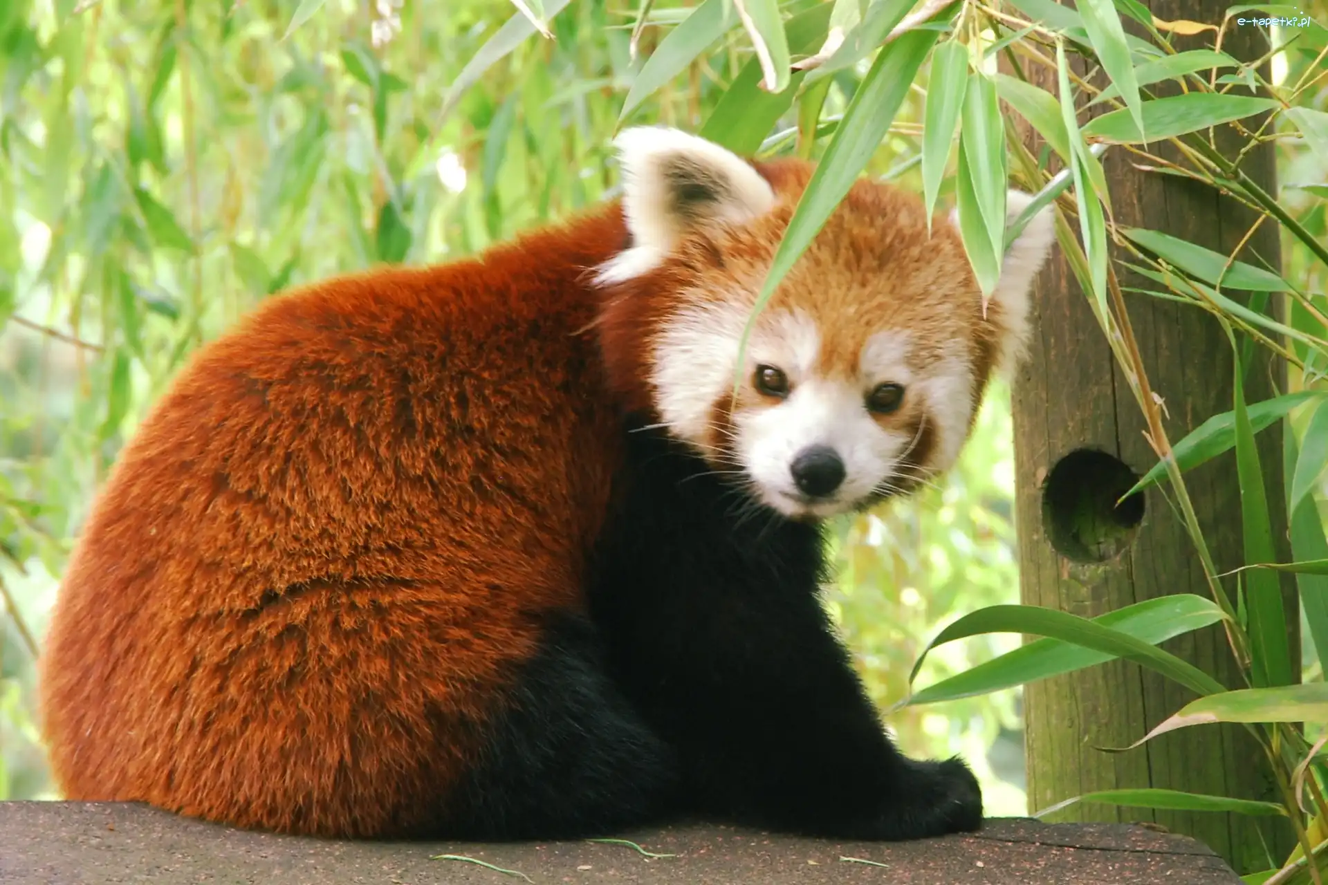 Pandka ruda, Panda Czerwona, Miś