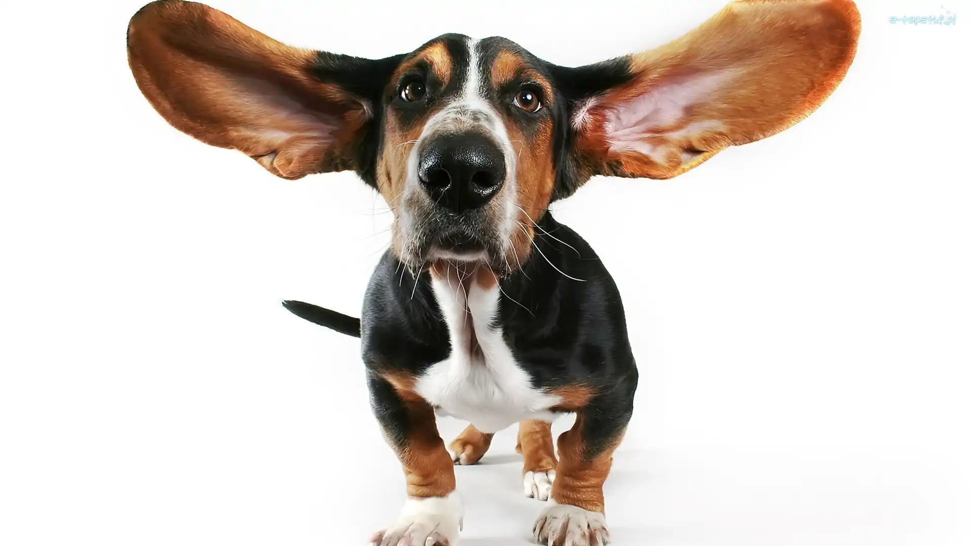 Basset, Uszy, Pies