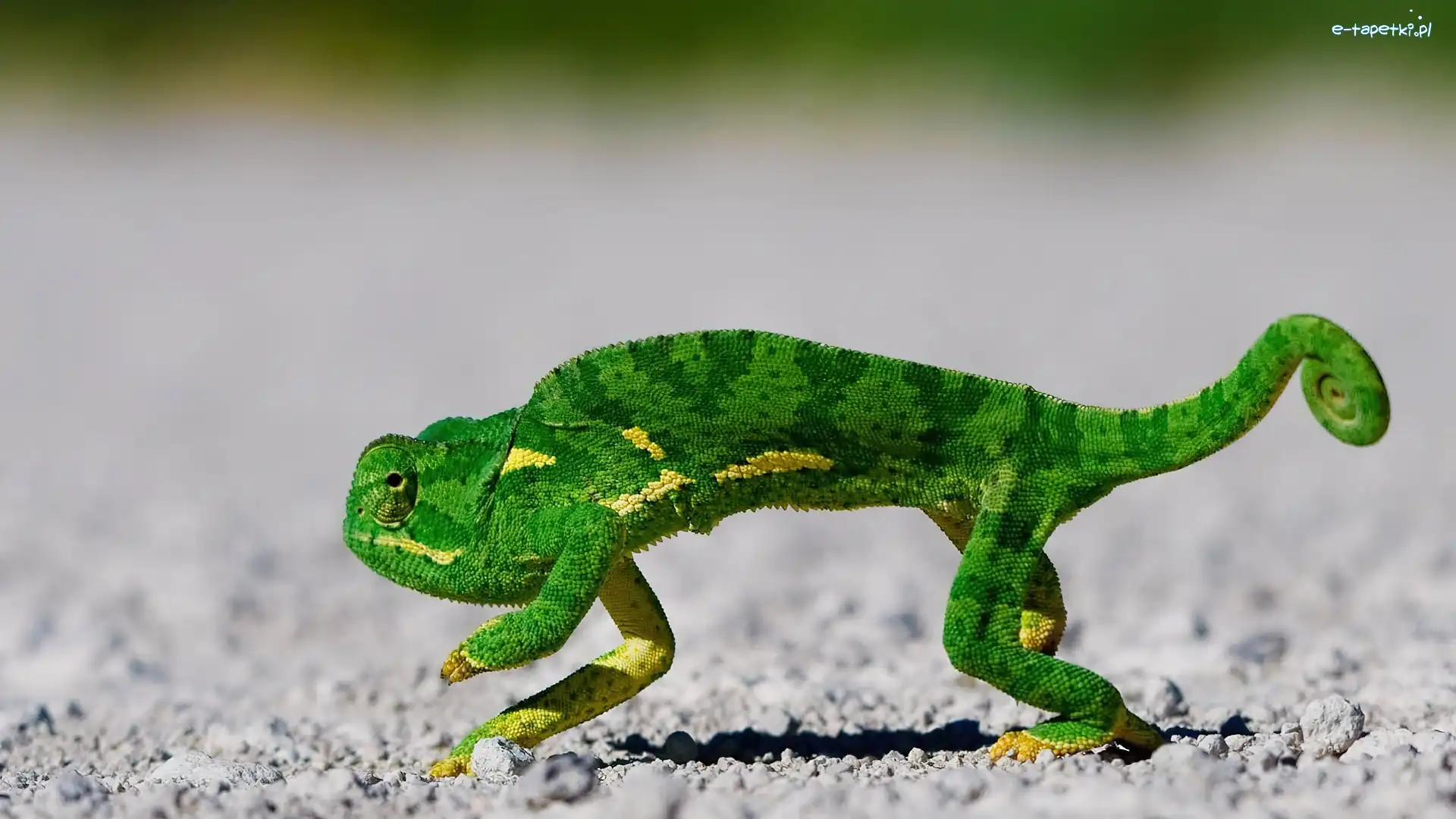 Kameleon, Zielony