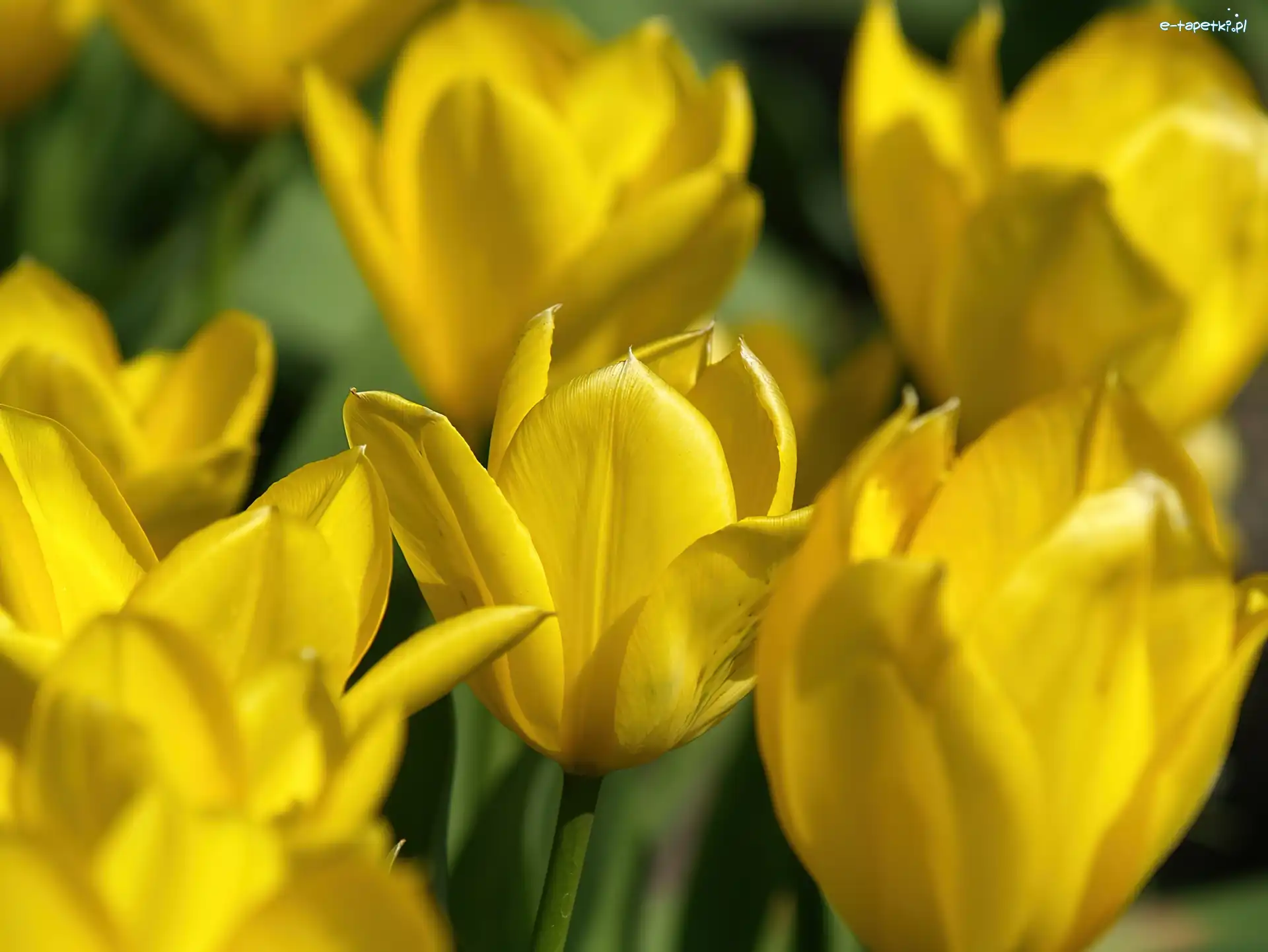 Tulipany, Żółte