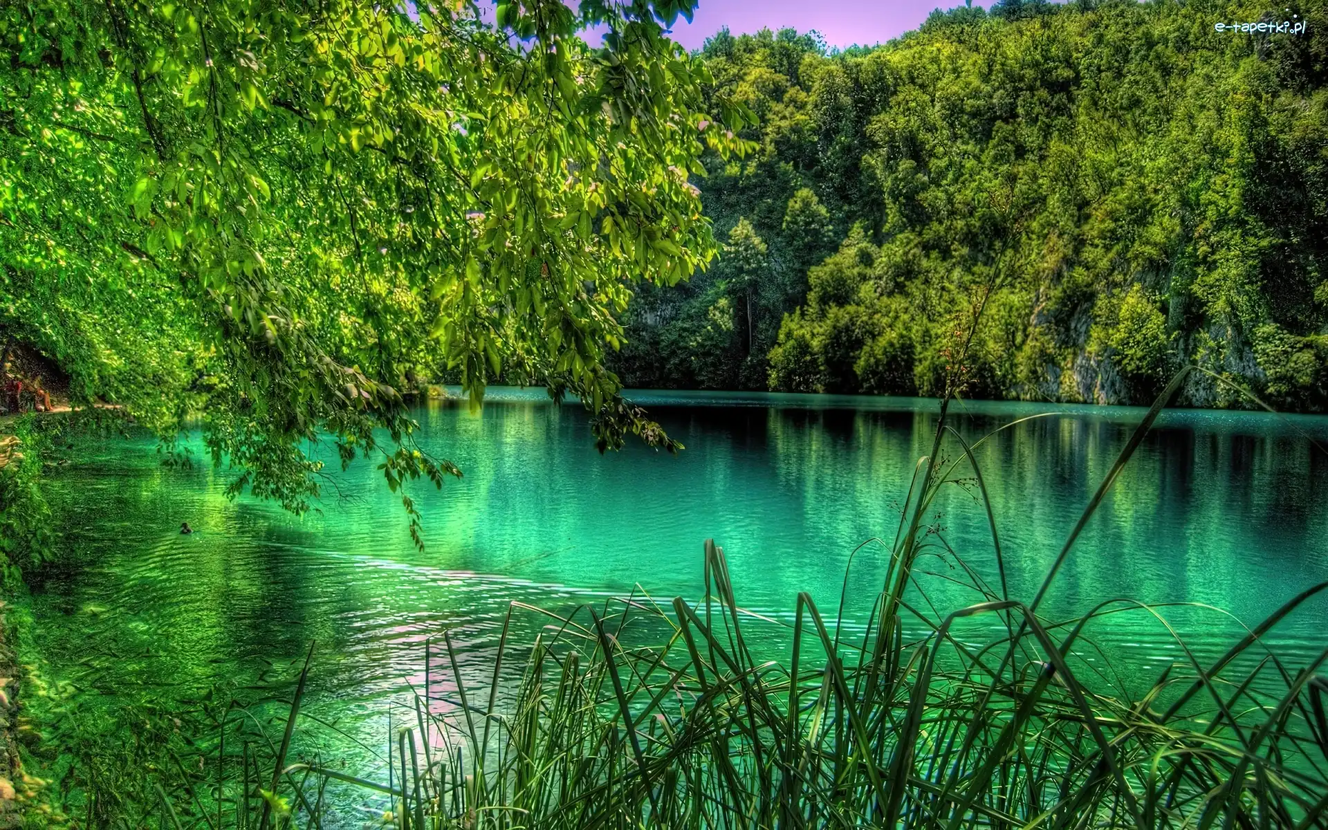 Trzcina, Las, Jezioro