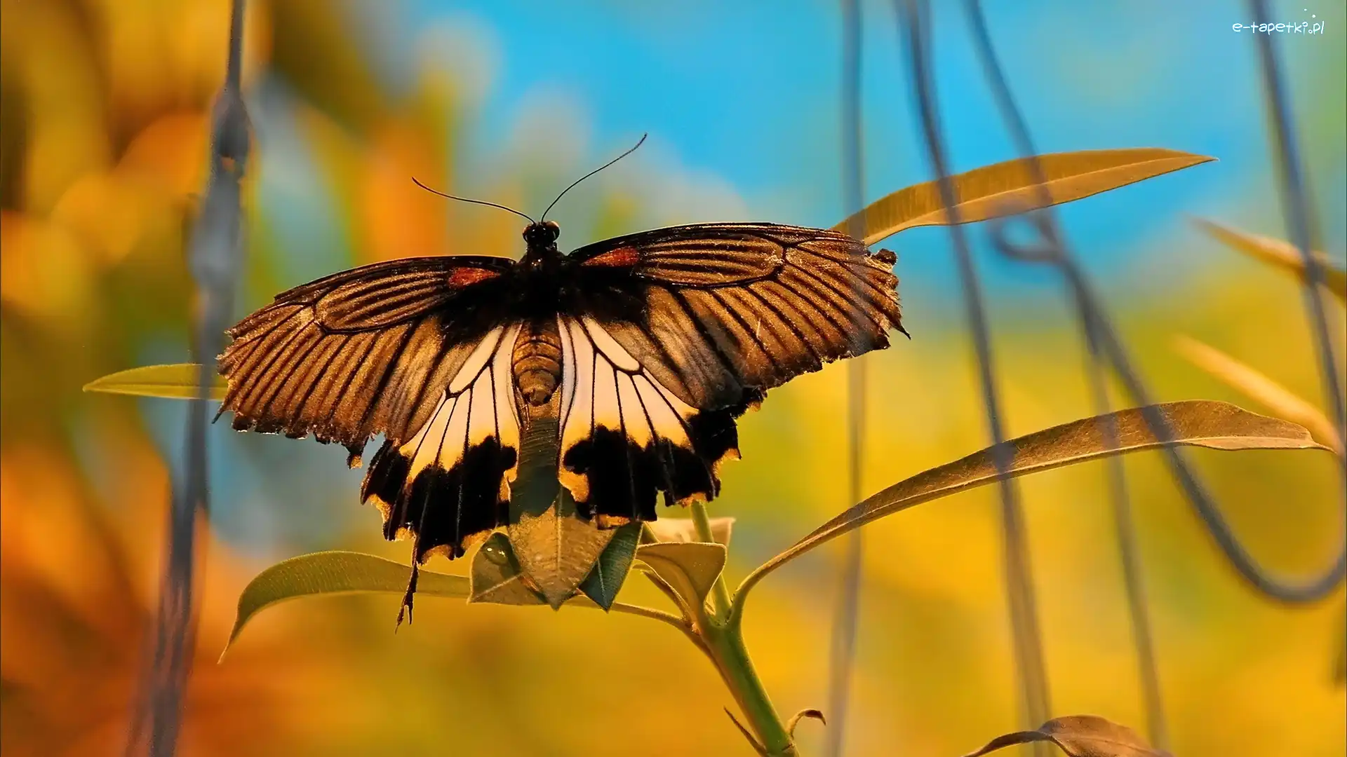 Roślina, Motyl