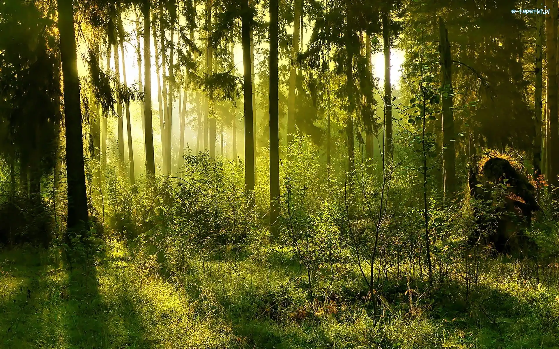 Las, Krzewy, Drzewa, Słońca, Promienie