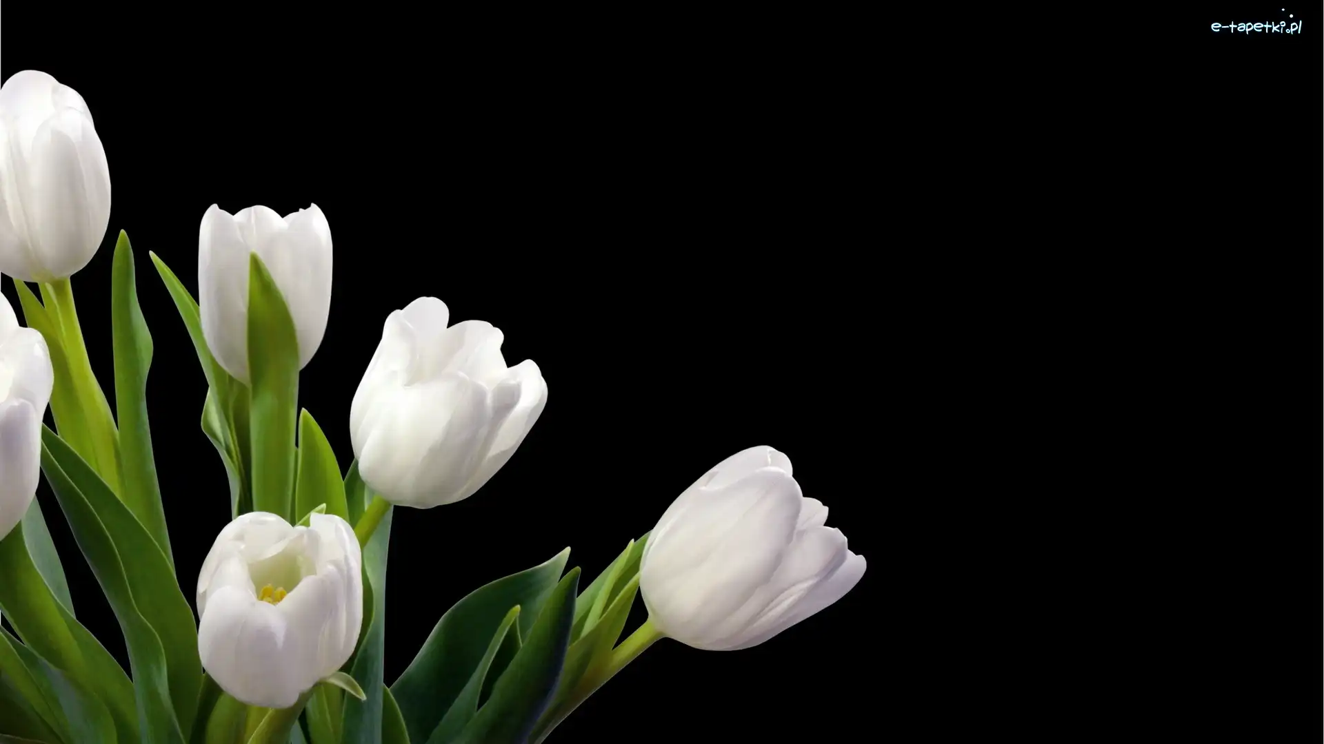 Tulipany, Liście, Zielone, Białe