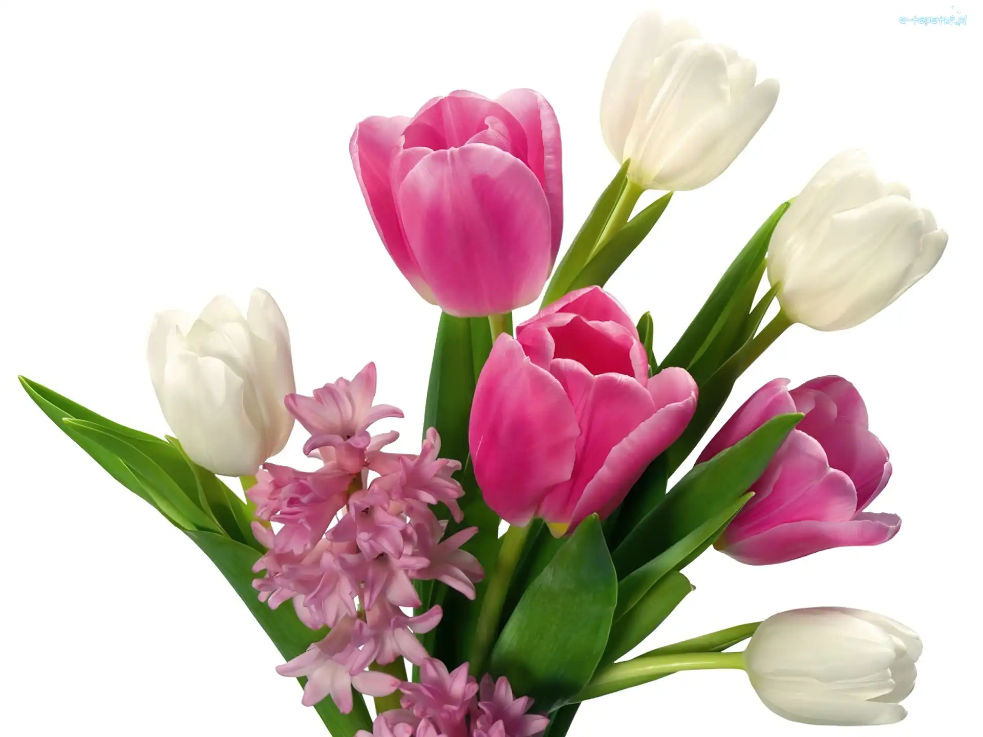 Hiacynt, Tulipany, Kolorowe