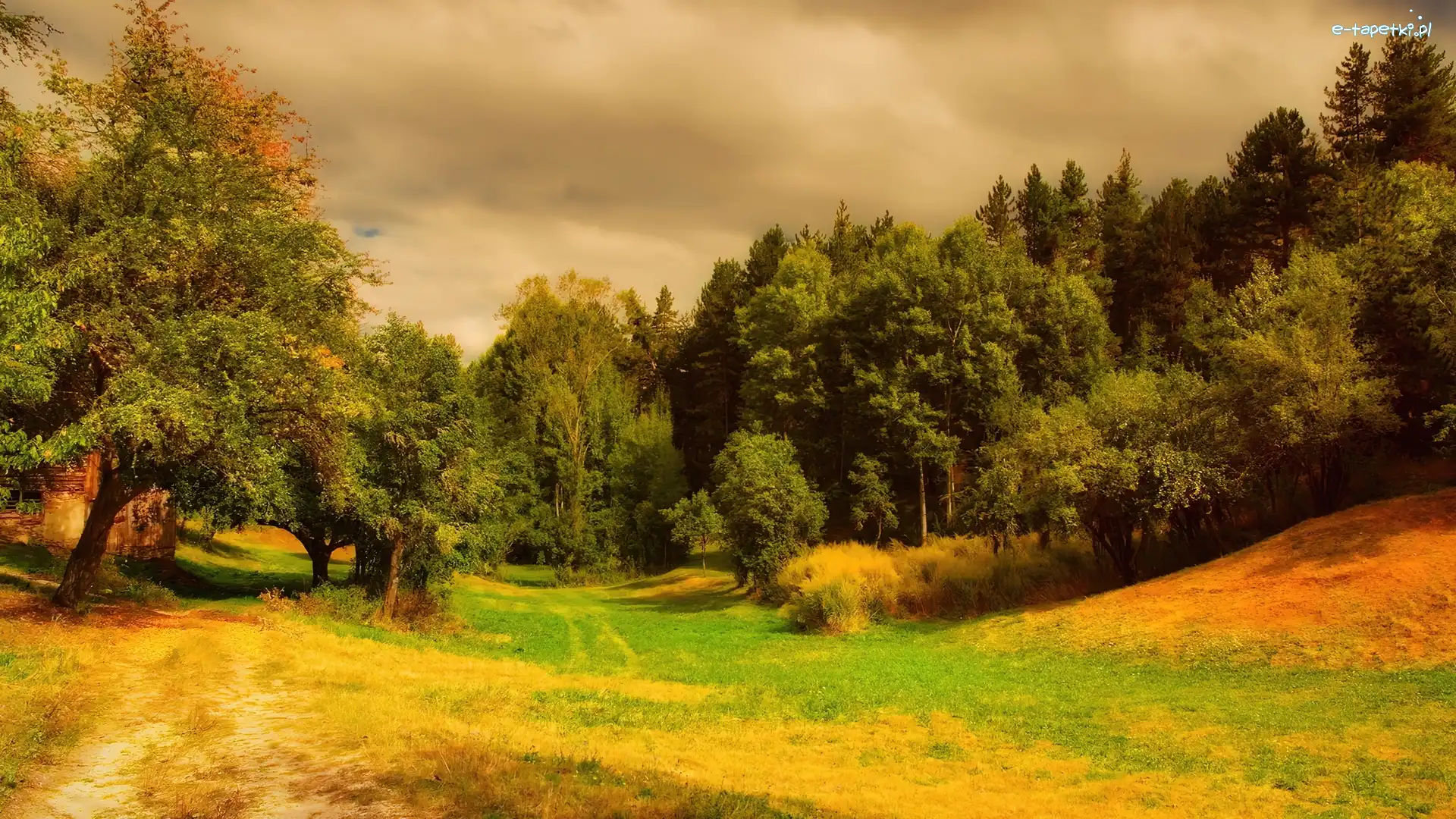 Trawa, Drzewa, Las