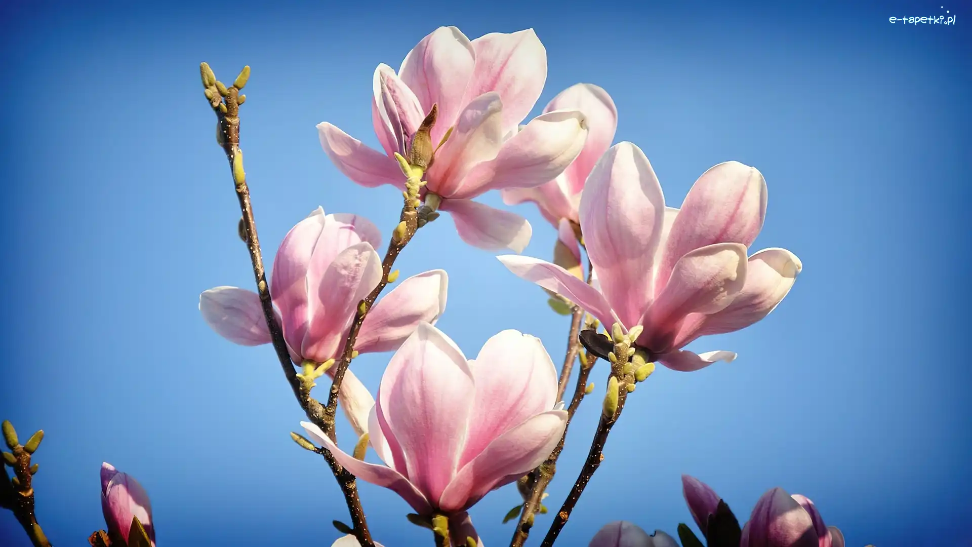 Wiosna, Pączki, Magnolia