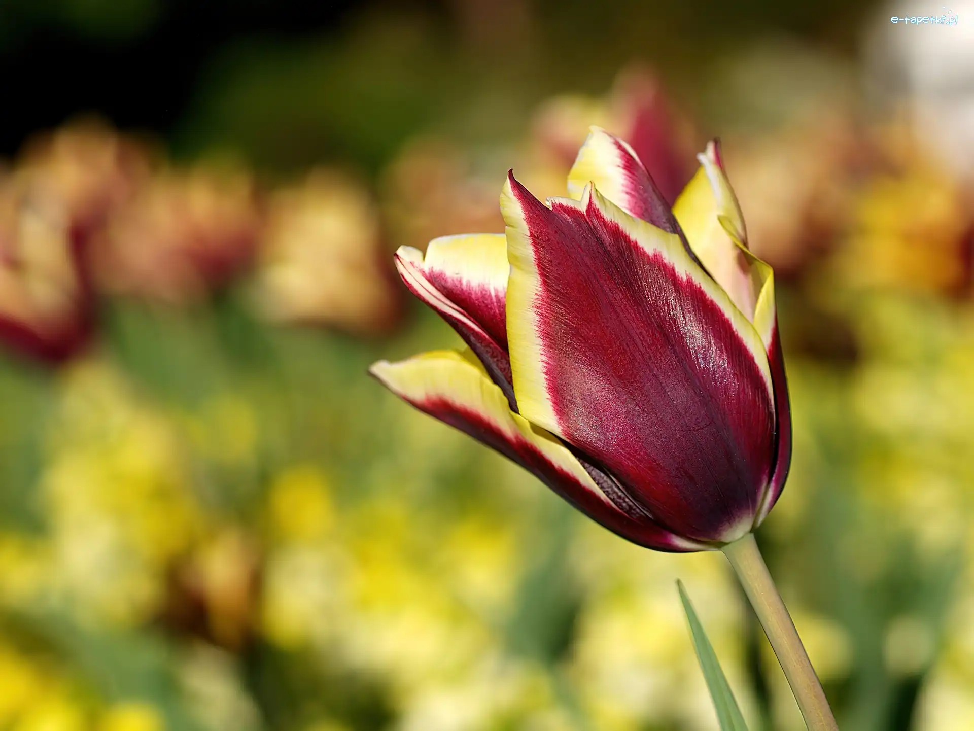 Tulipan, Żółty, Czerwono