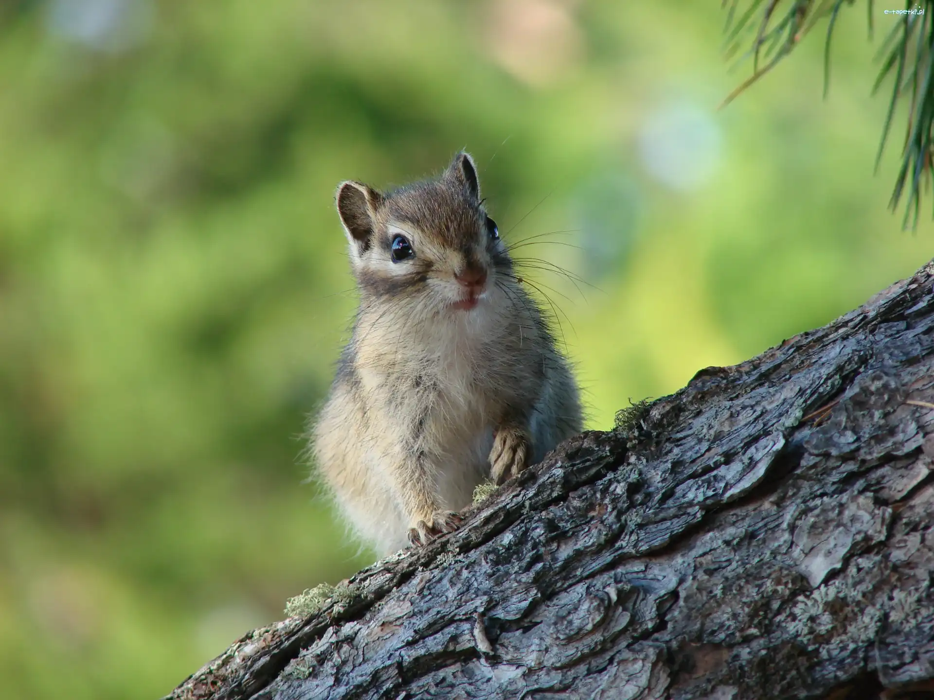 Drzewo, Chipmunk, Wiewiórka