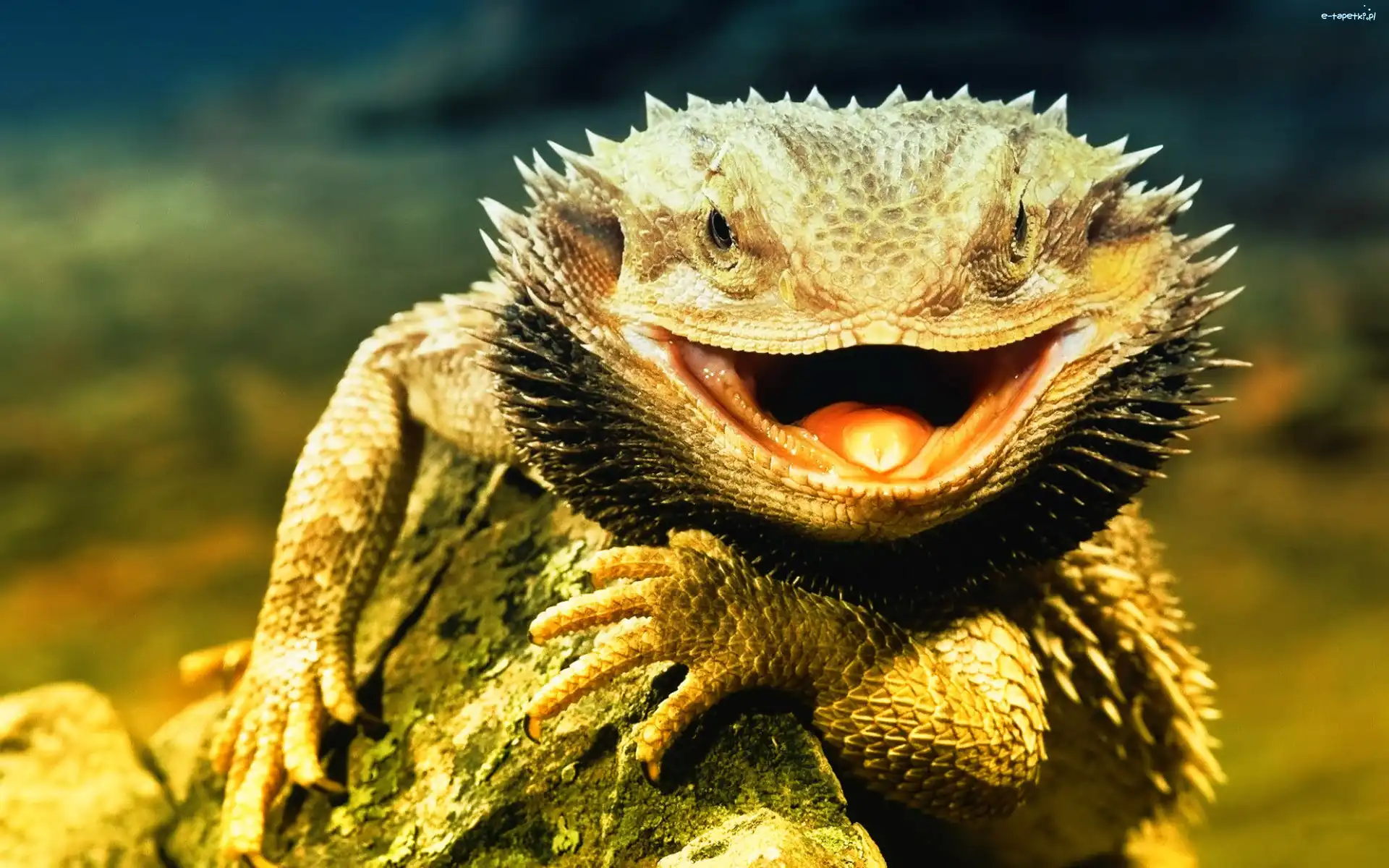Kolce, Agama brodata