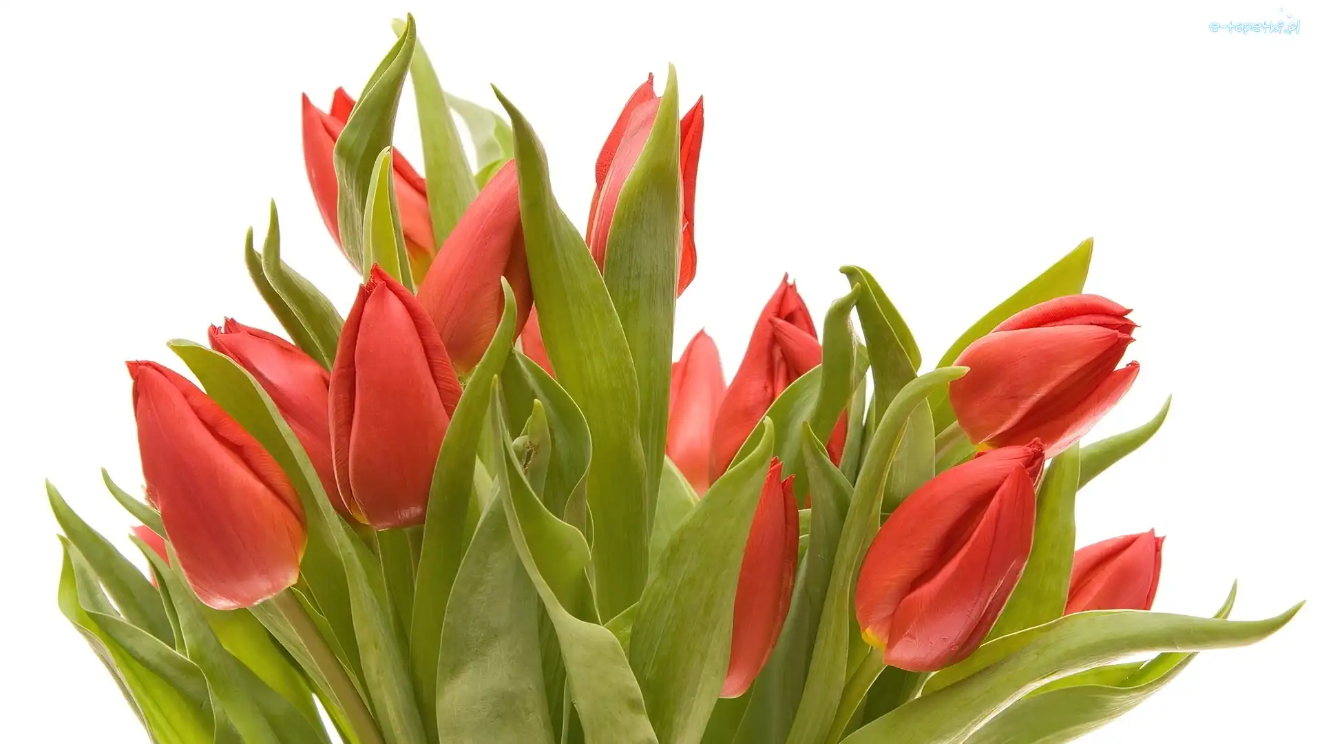 Bukiet, Holenderskie, Tulipany