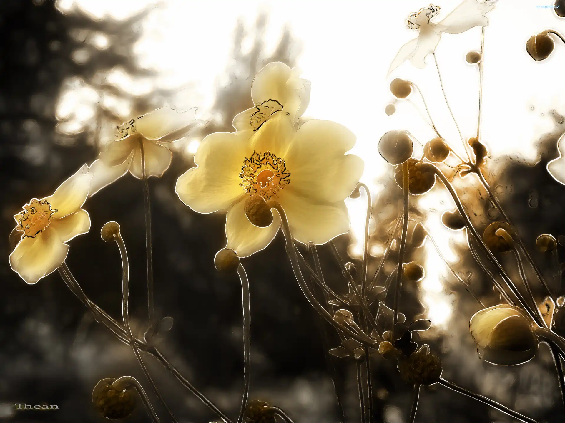 Fractalius, Kwiaty
