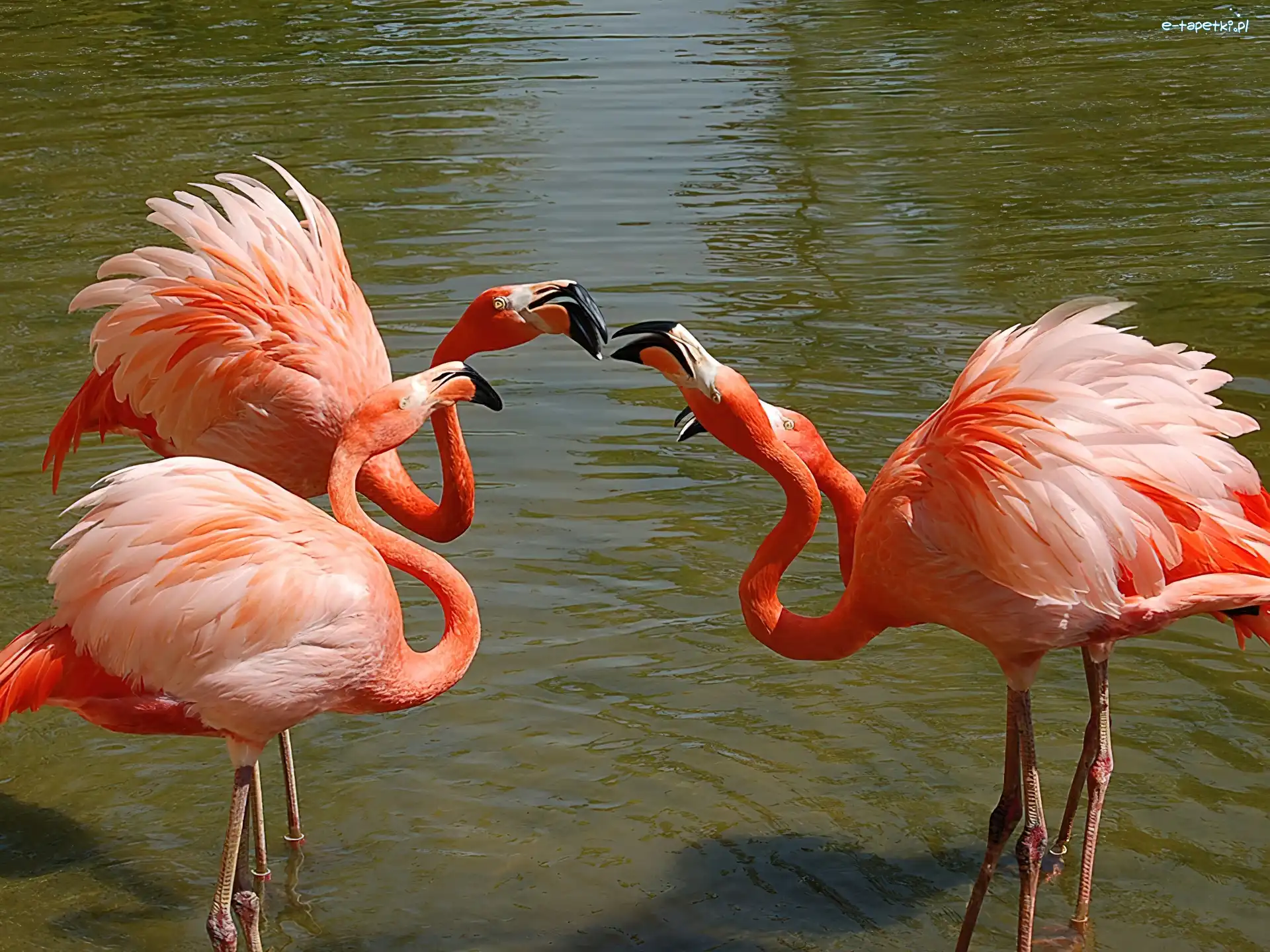 Szyje, Wygięte, Flamingi