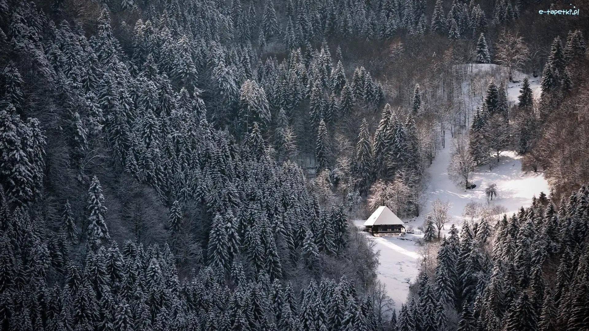 Górska, Las, Chatka, Zima, Świerki