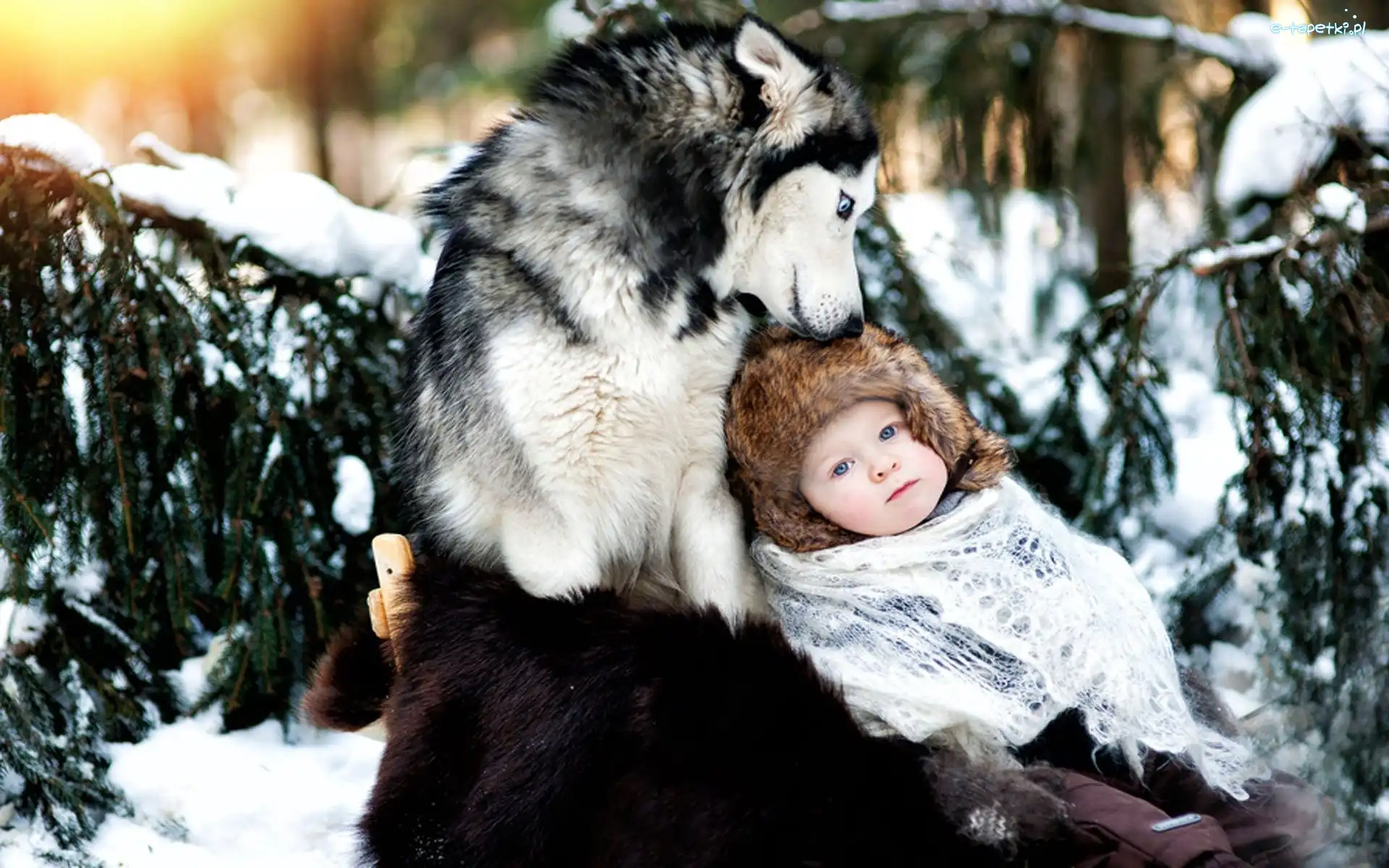Siberian Husky, Dziecko, Zima