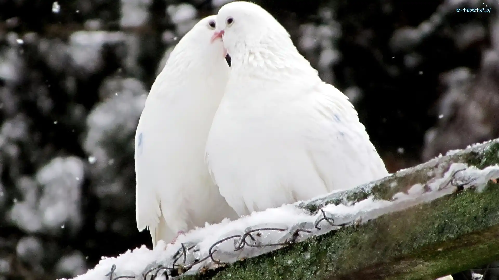 Białe, Śnieg, Gołębie, Dwa
