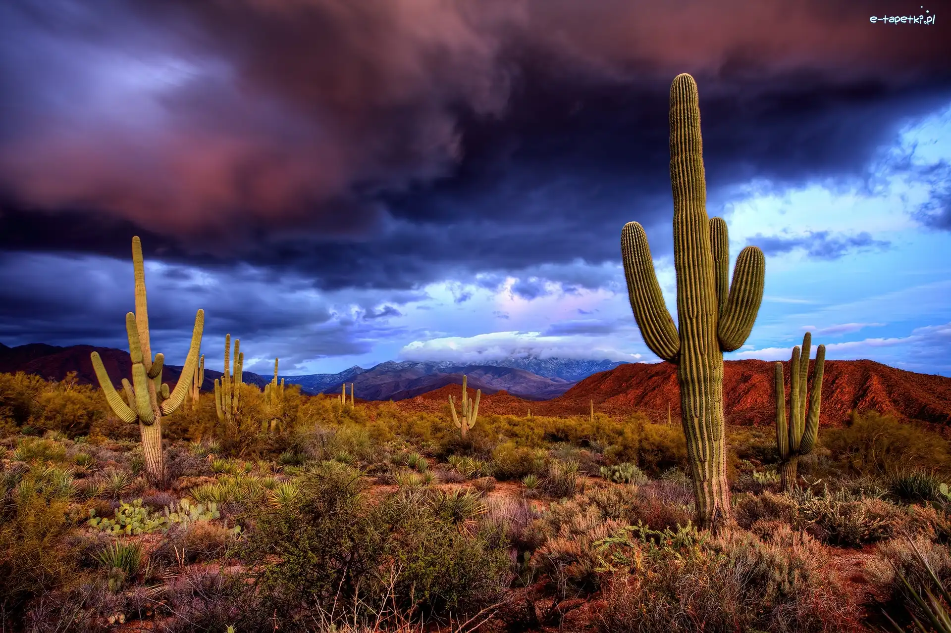 Chmury, Granatowe, Karnegia olbrzymia, Saguaro, Kaktusy, Stany Zjednoczone, Stan Arizona, Fioletowo, Park Narodowy Saguaro