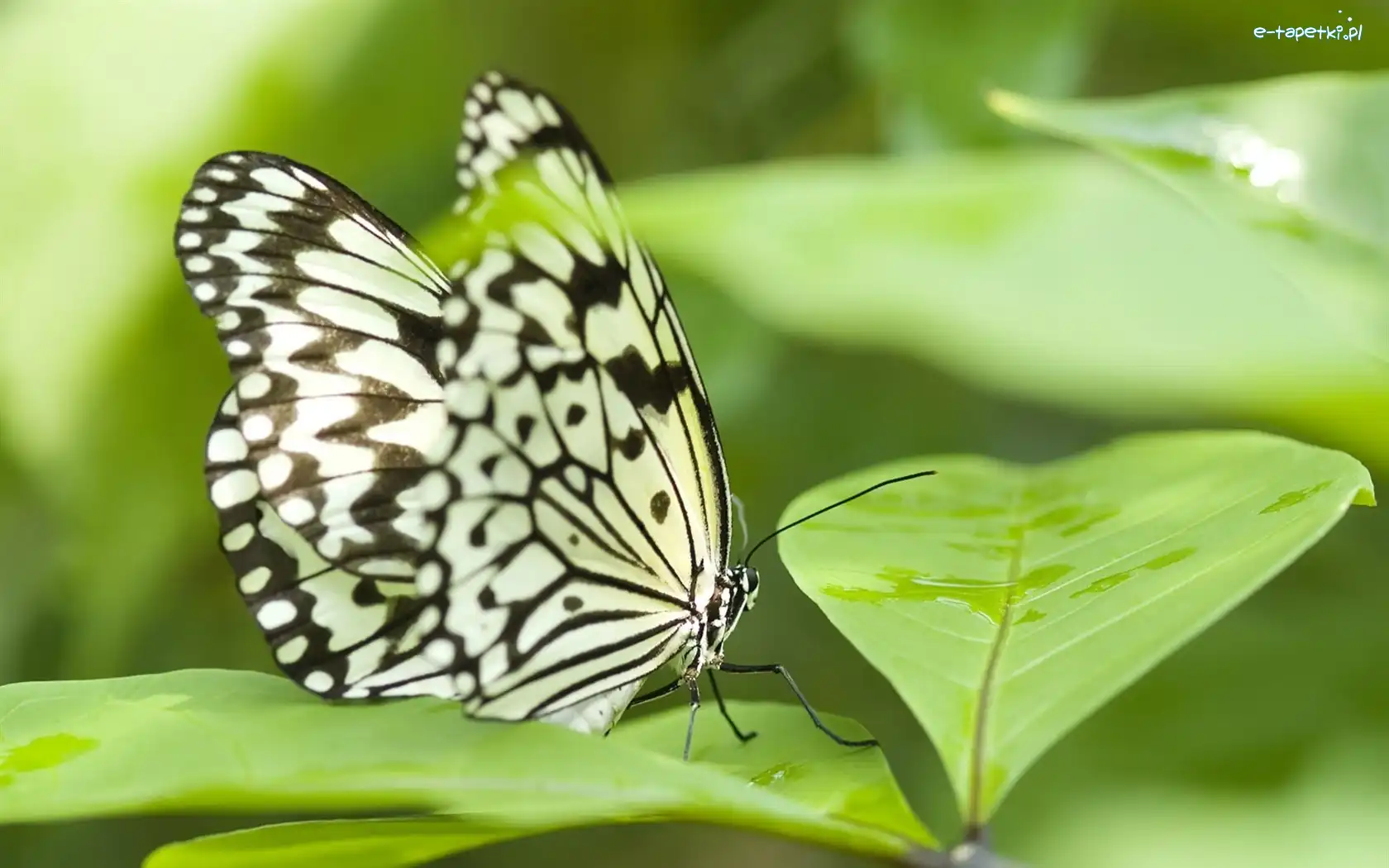 Liście, Motyl