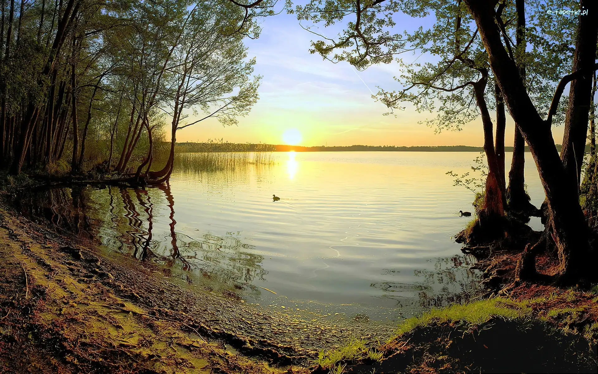 Zachód, Drzewa, Słońca, Jezioro