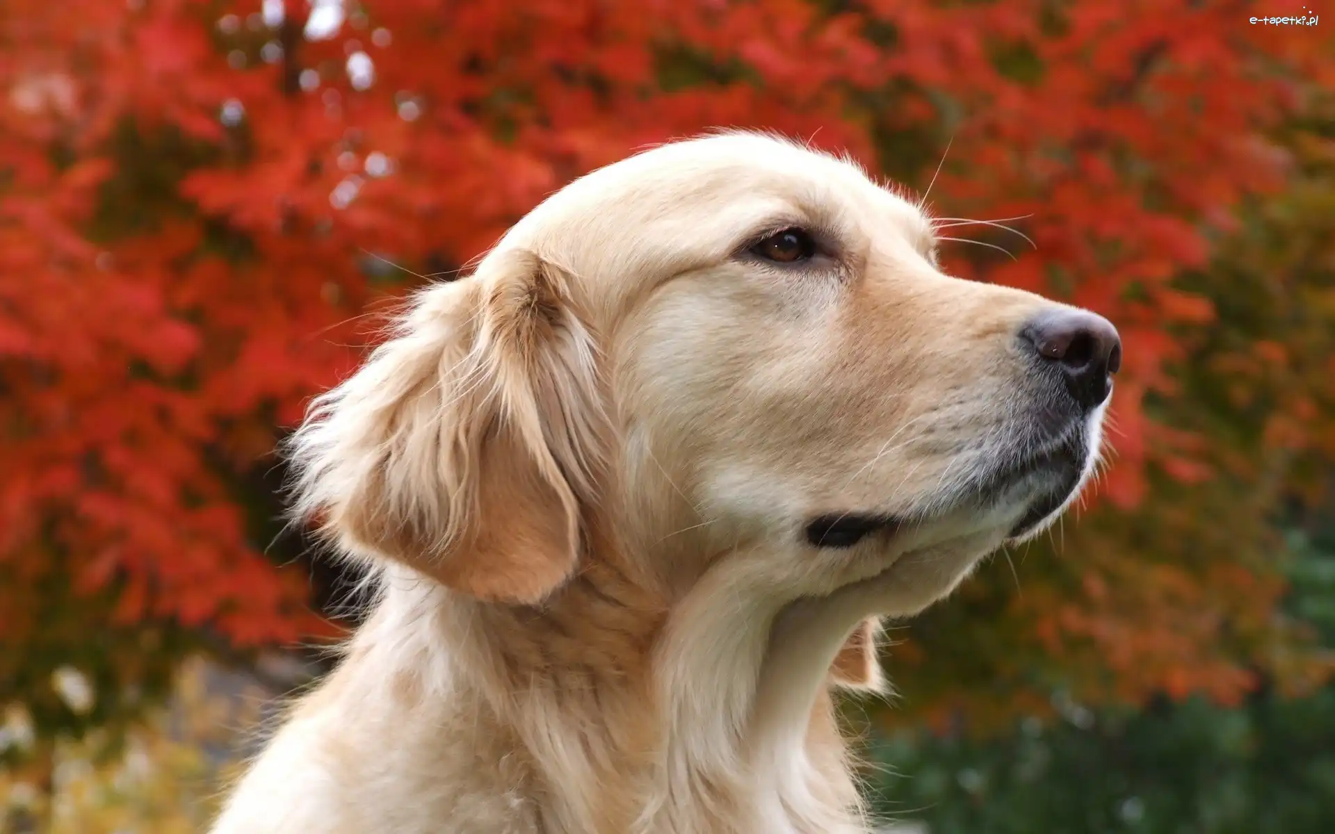 Golden Retriever, Biszkoptowy