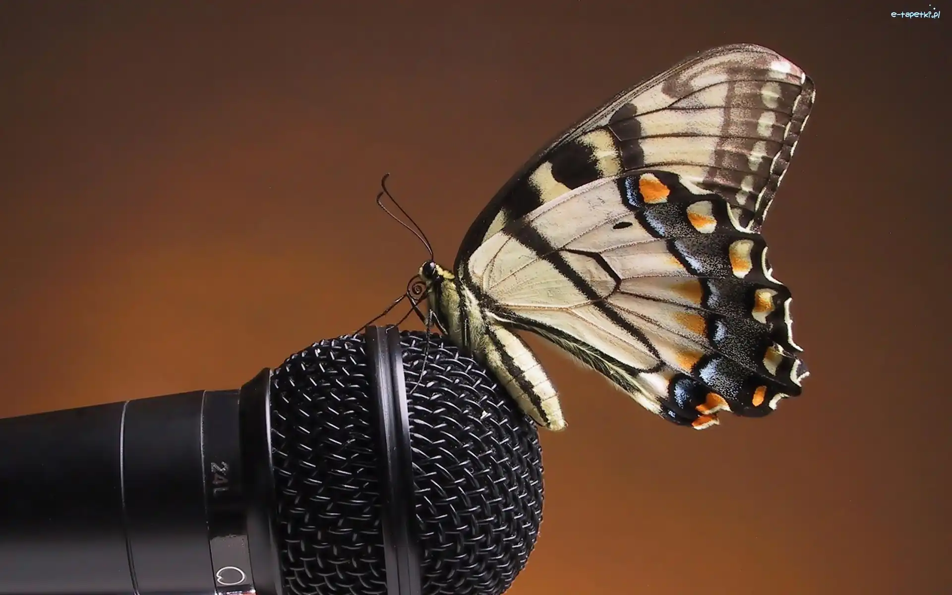 Motyl, Mikrofon