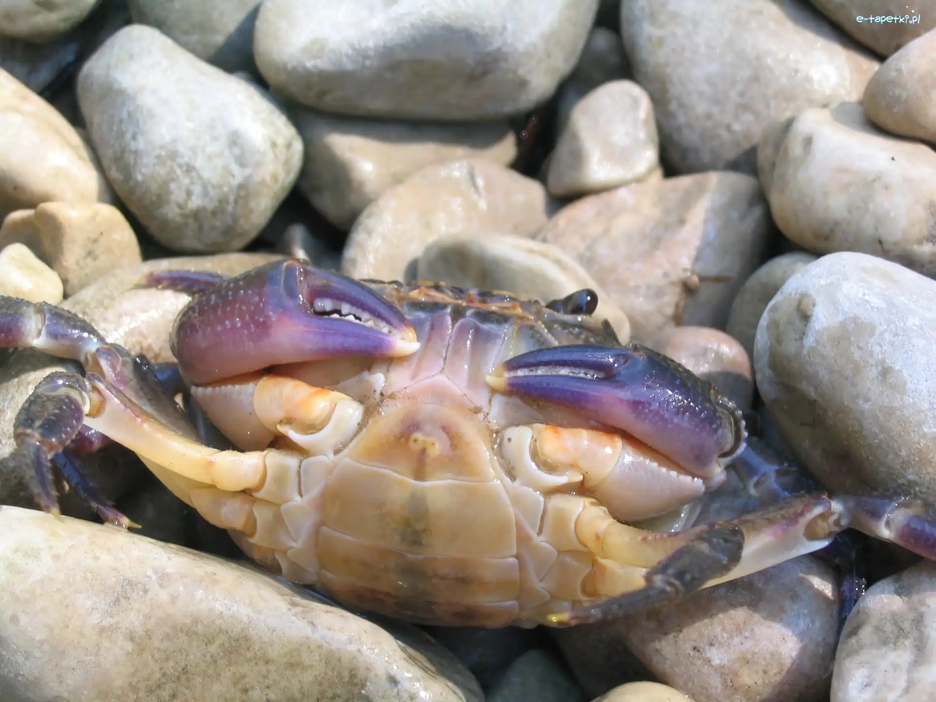 Kamienie, Krab, Kolorowy, Szare