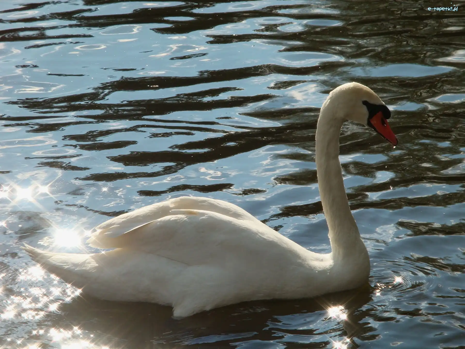 Biały, Woda, Łabędź, Światła, Refleksy