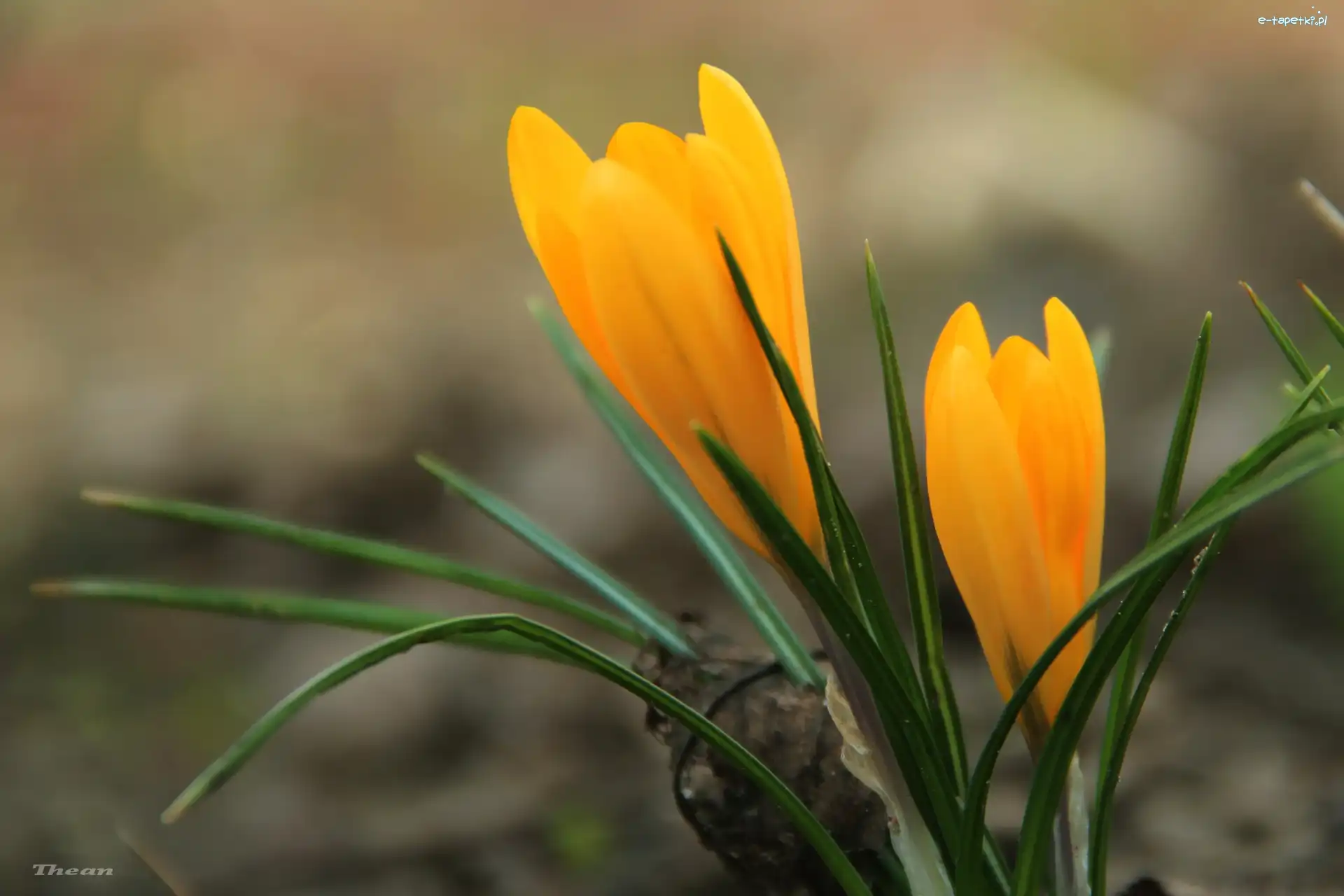 Krokus, Żółty