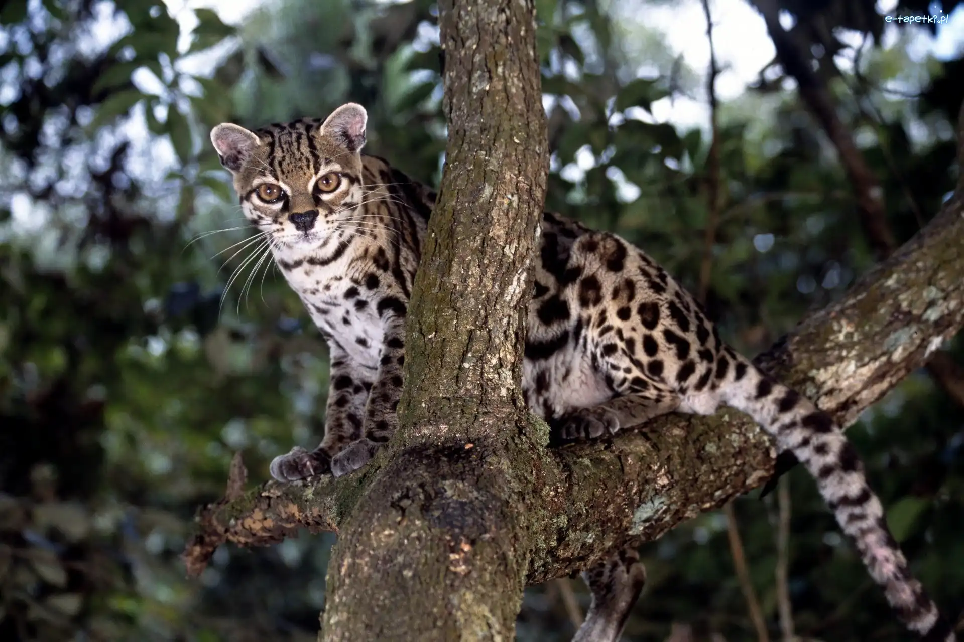 Drzewo, Ocelot, Dziki