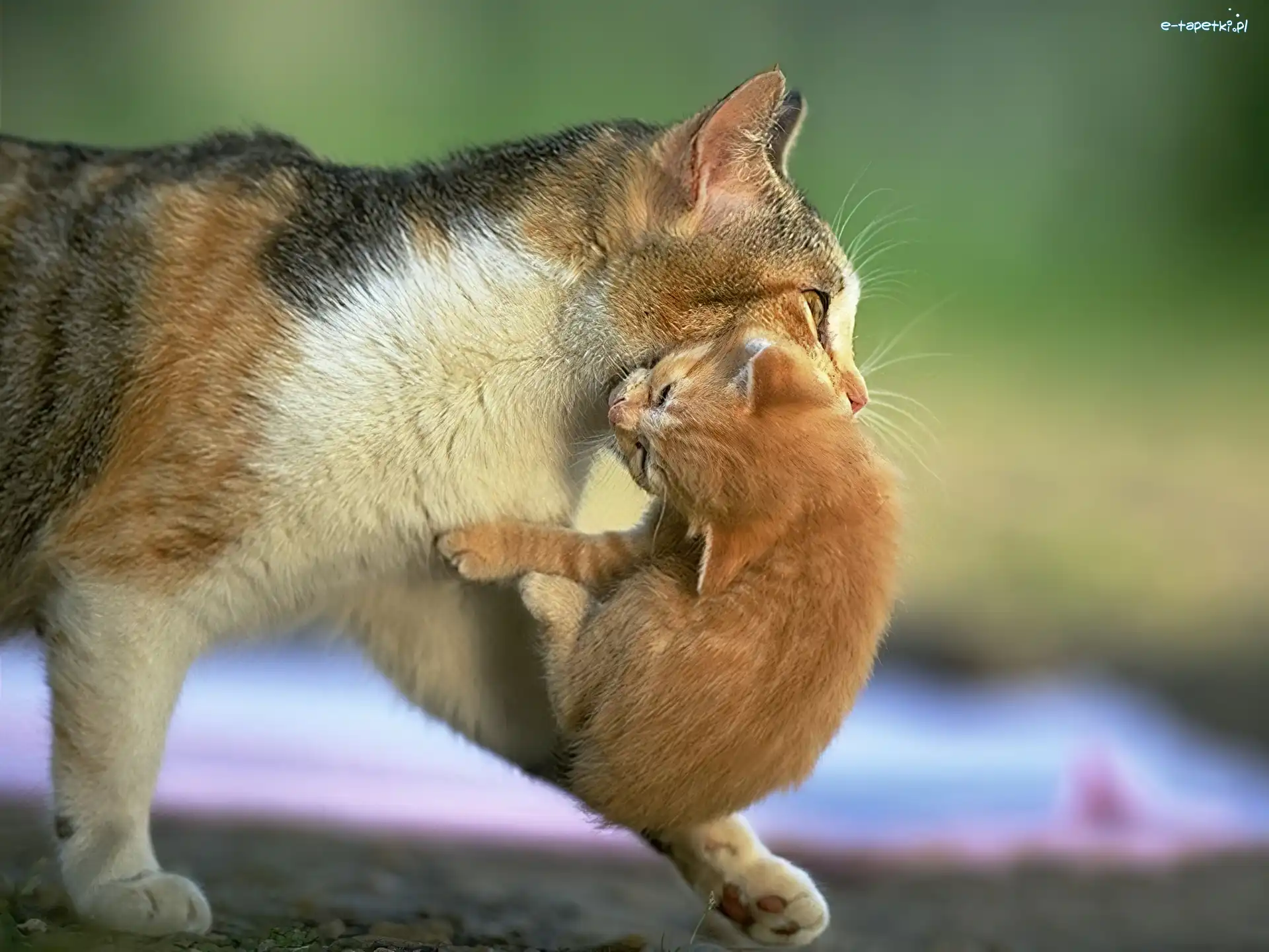 Kotek, Mama, Kocia