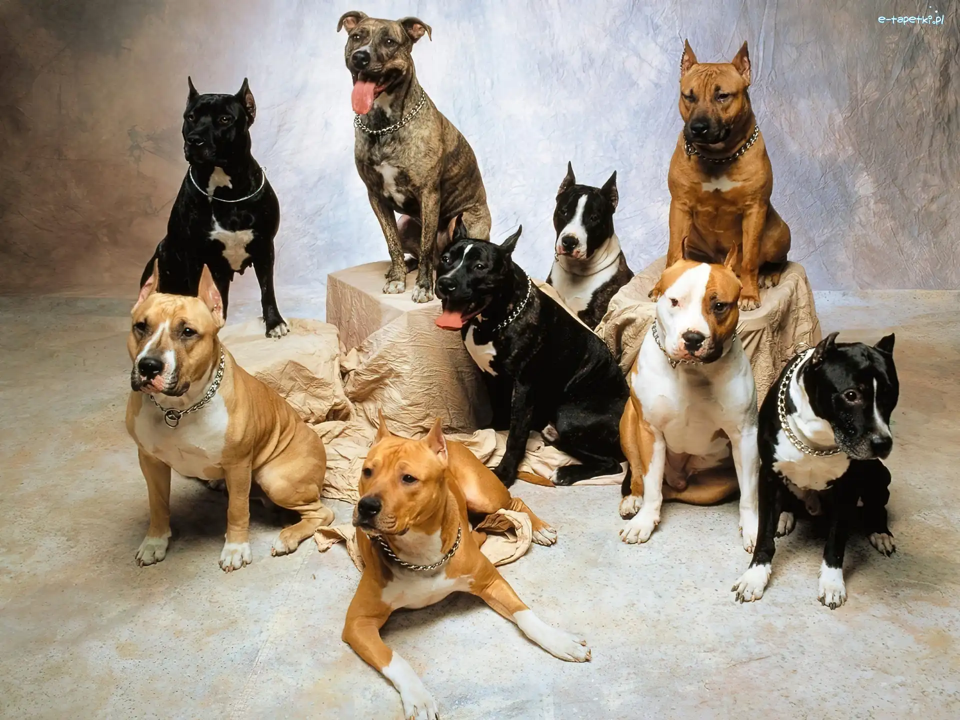 Amstaffy, Psy, Gromadka