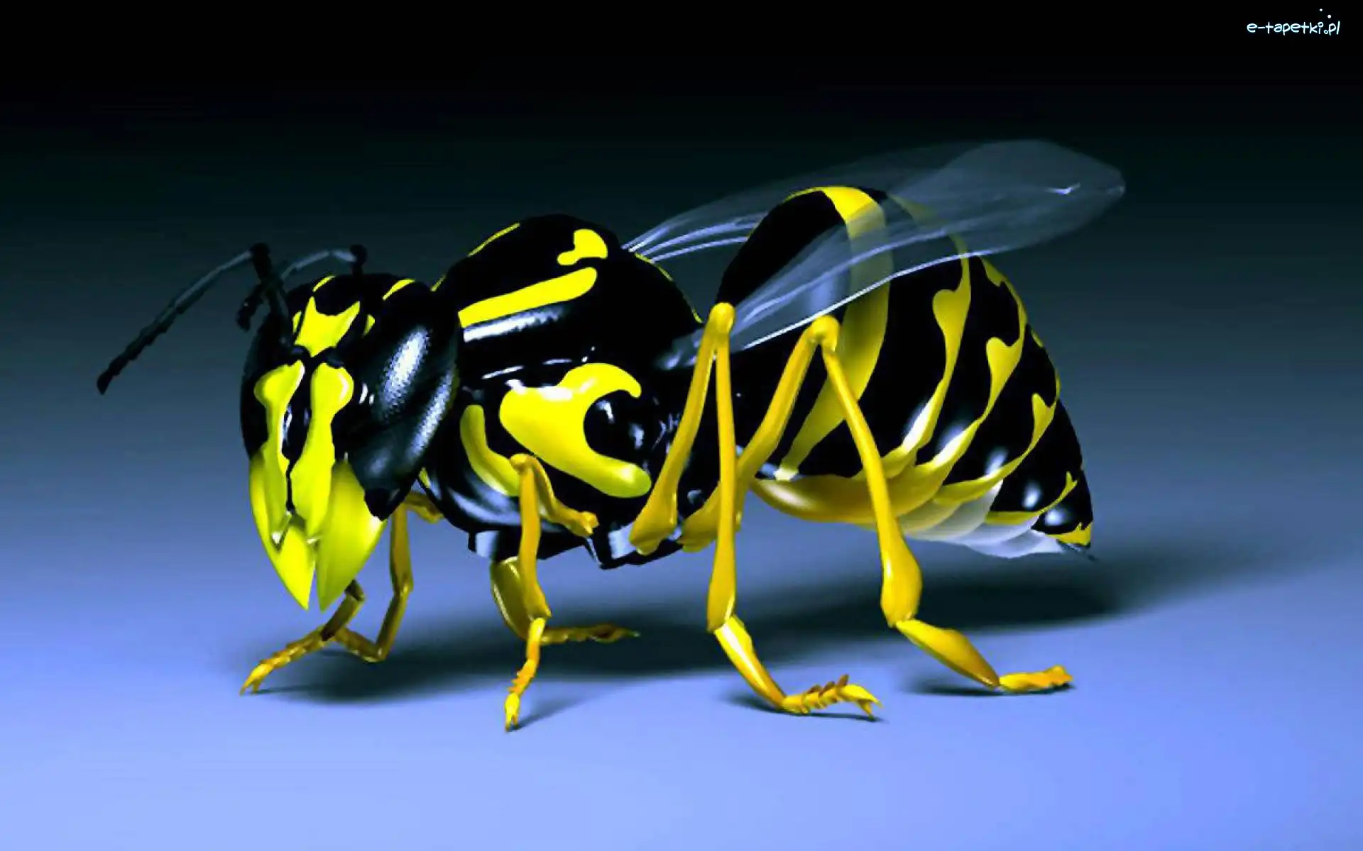 3D, Osa