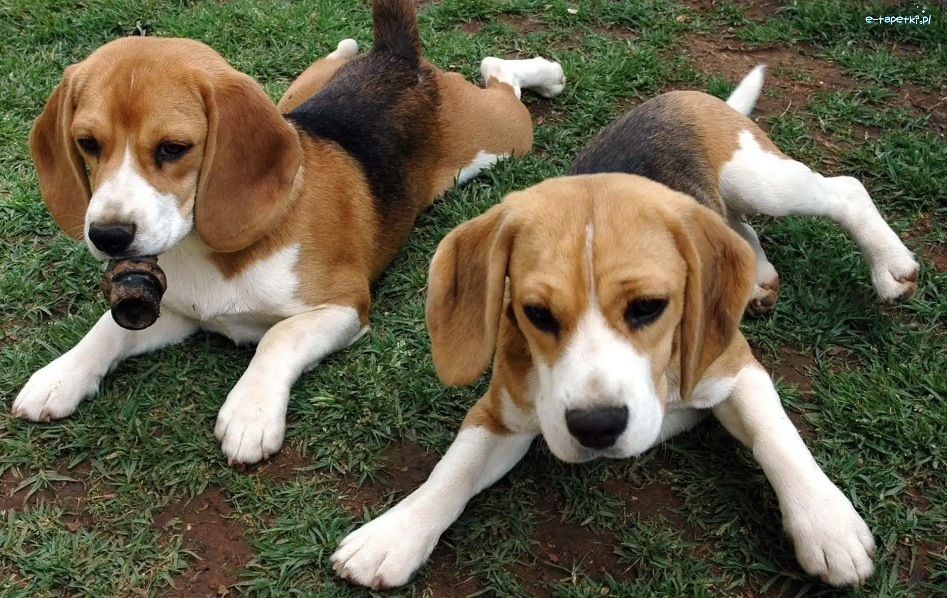 Urocze, Beagle, Psiaki, Dwa