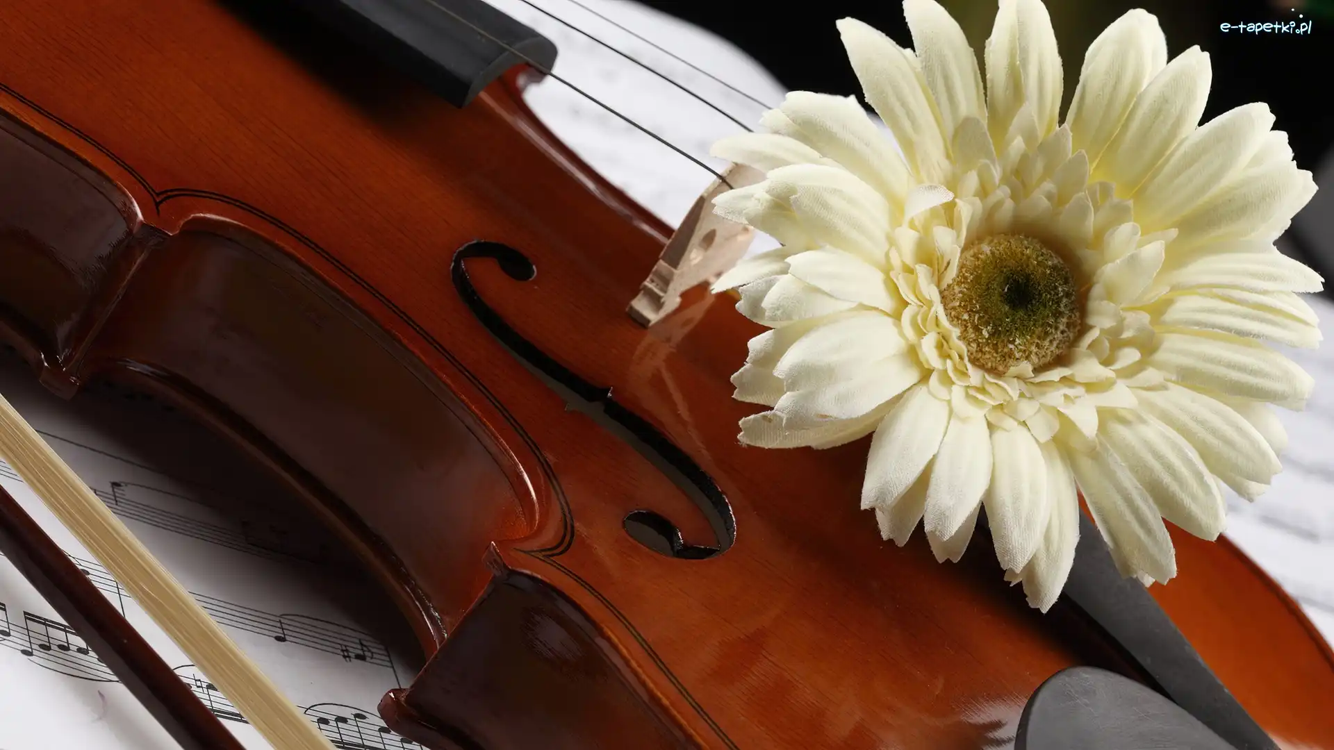 Muzyczny, Gerbera, Nuty, Instrument