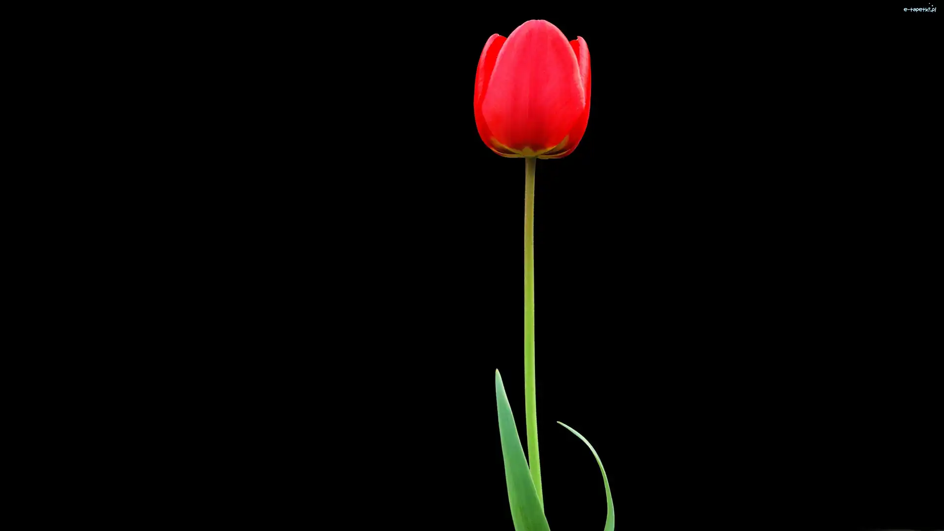 Tulipan, Samotny, Czerwony