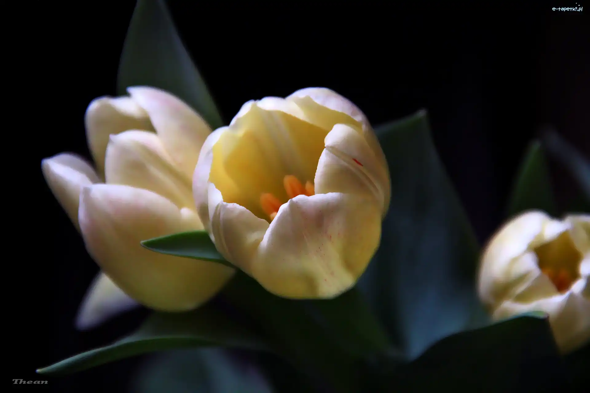 Tulipany, Żółte