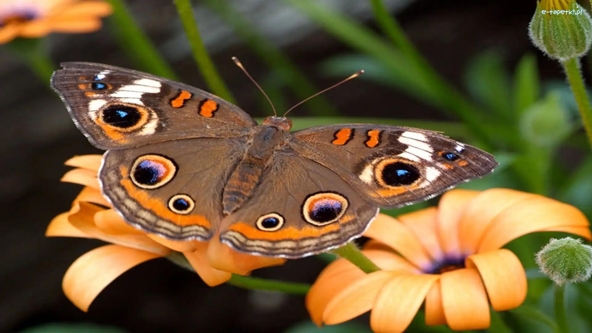 Kwiaty, Motyl