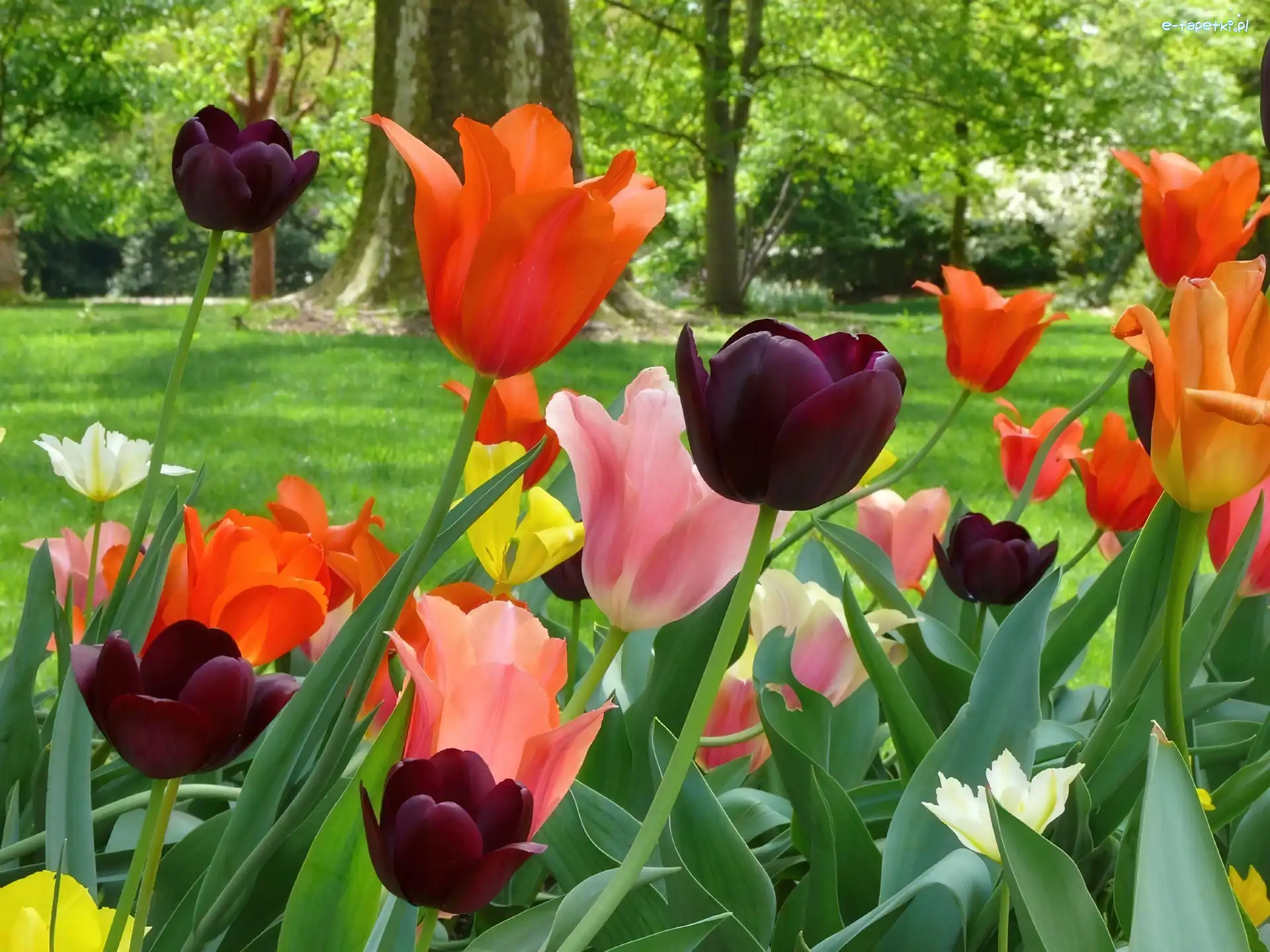 Tulipany, Drzewa, Trawnik, Kolorowe