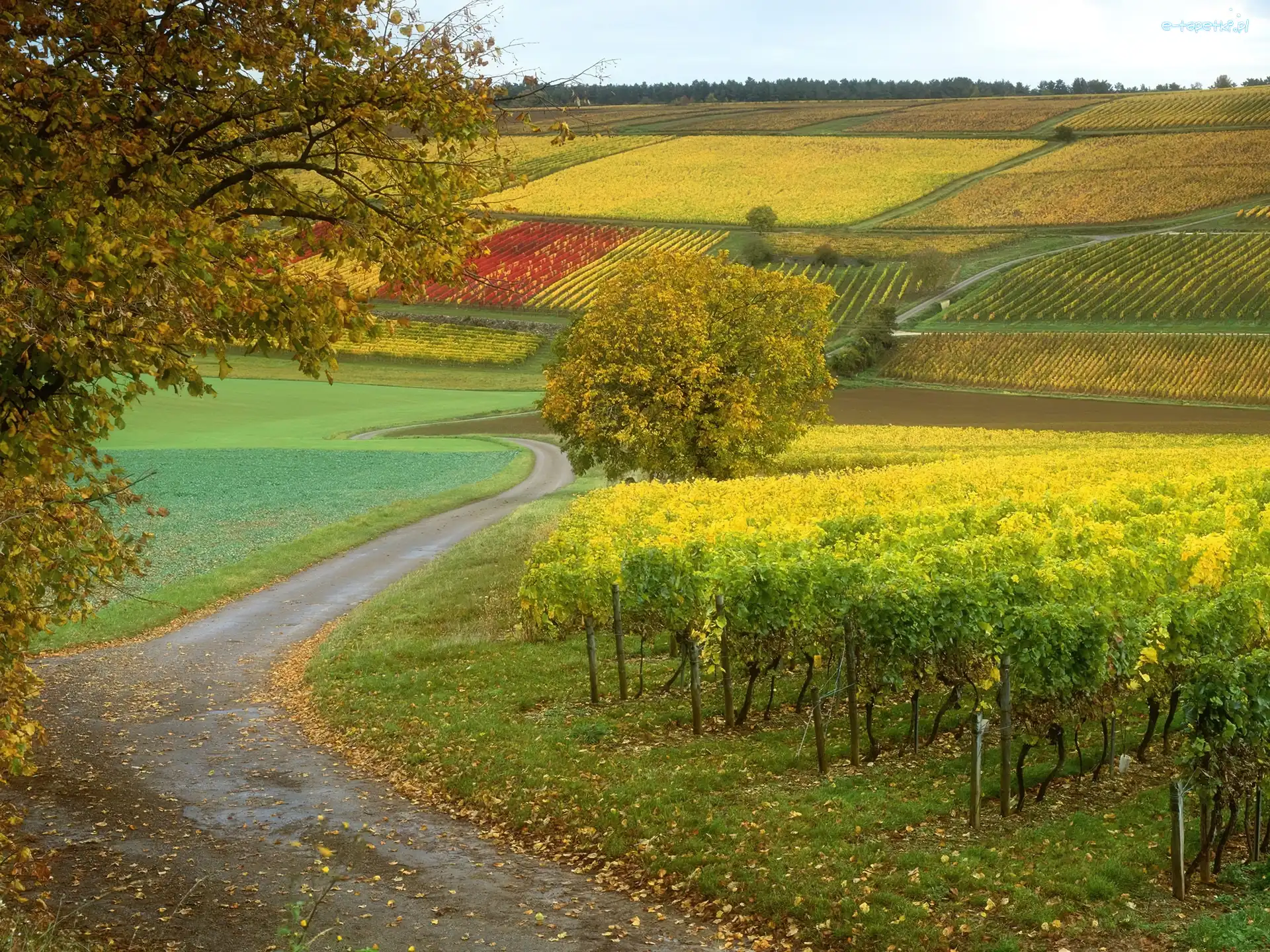 Winorośle, Pole, Droga