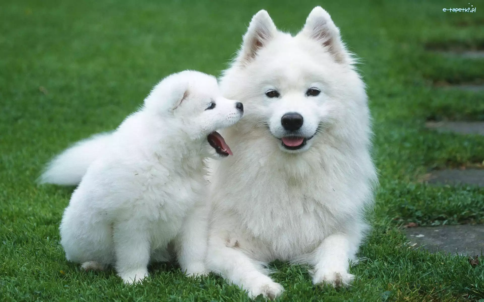Trawa, Szczeniak, Samojed