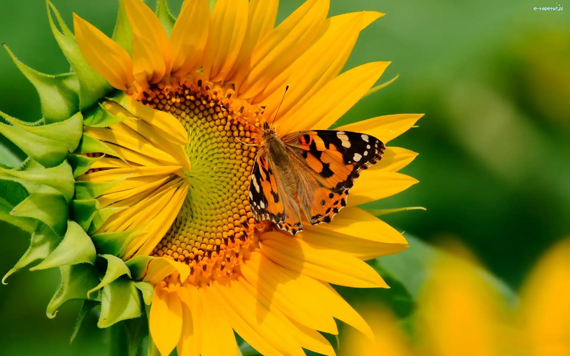 Słonecznik, Motyl