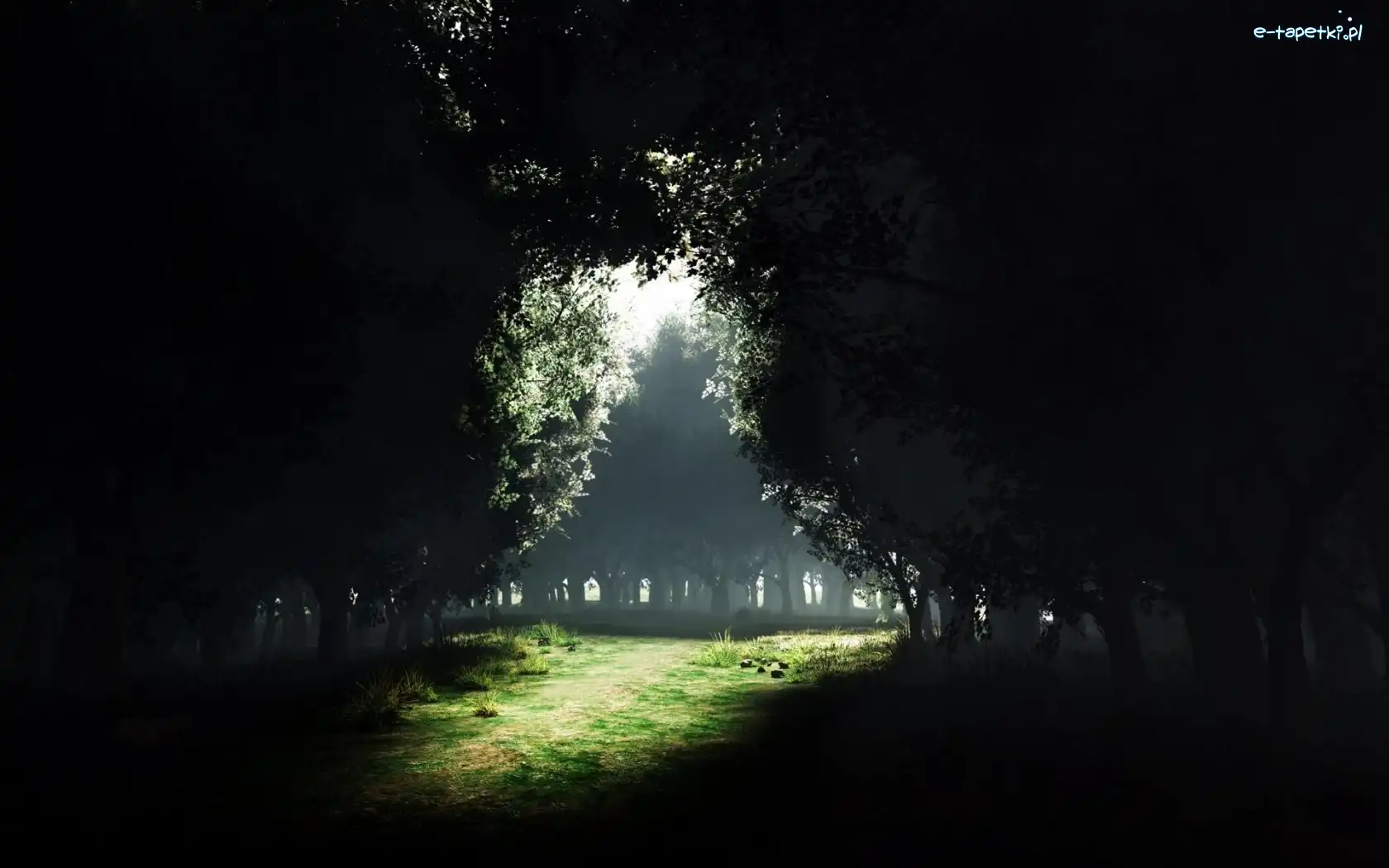 Drzewa, Park
