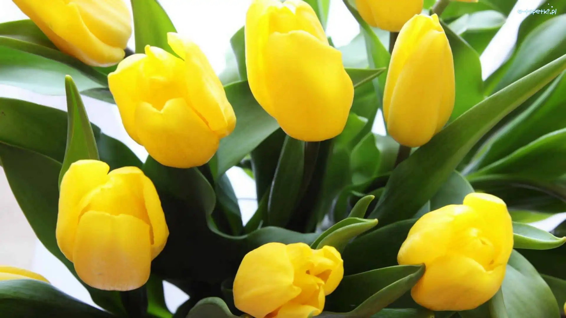 Tulipany, Listki, Zielone, Żółte
