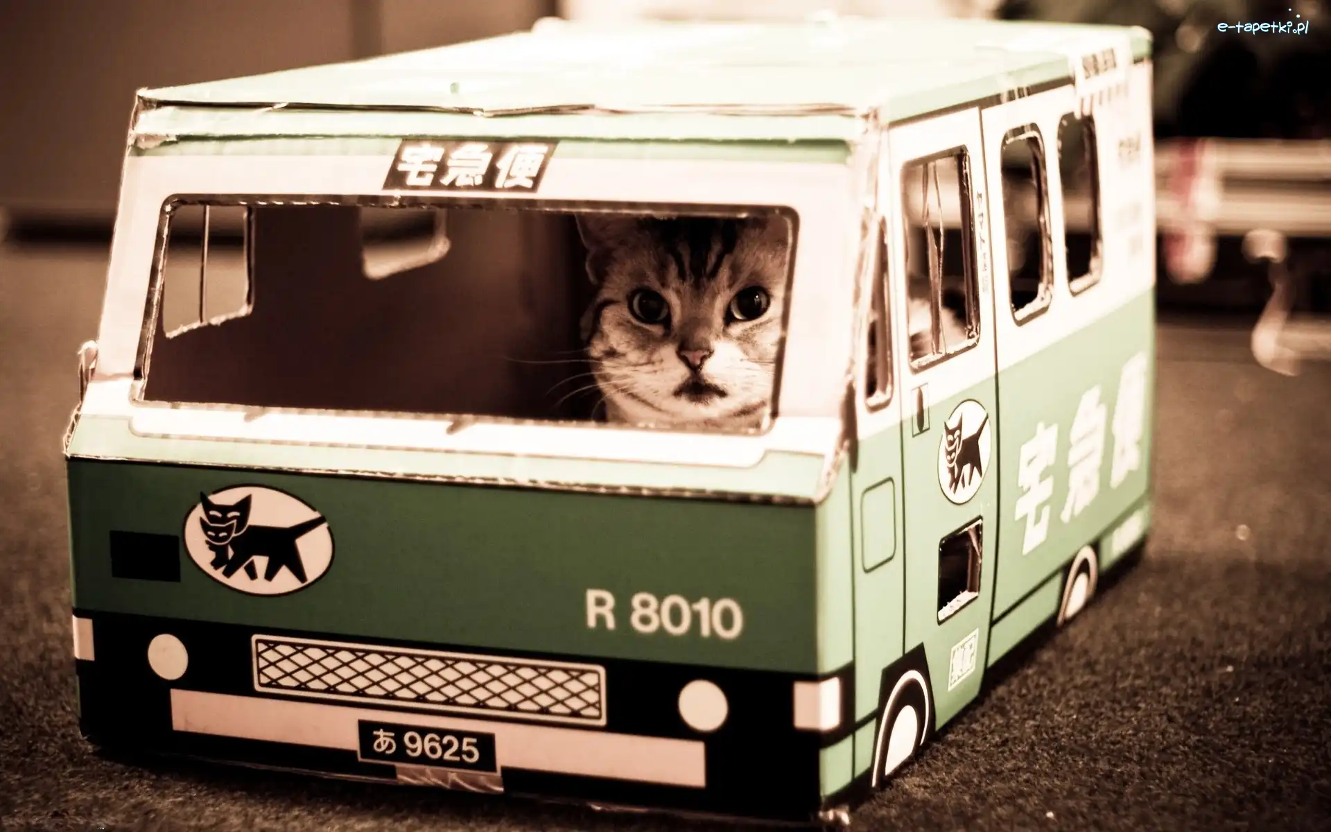 Autobus, Kot