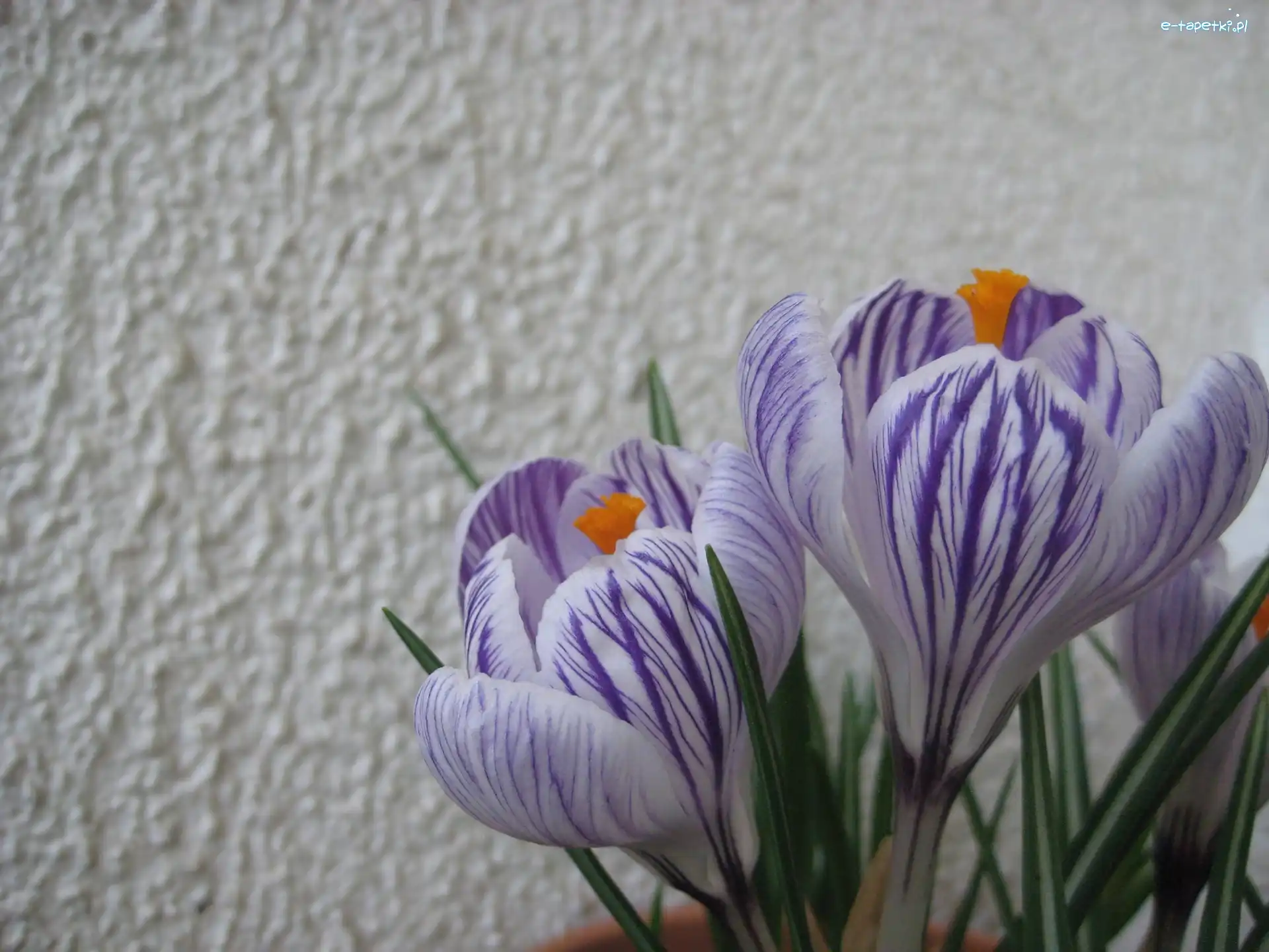 Ściana, Krokus